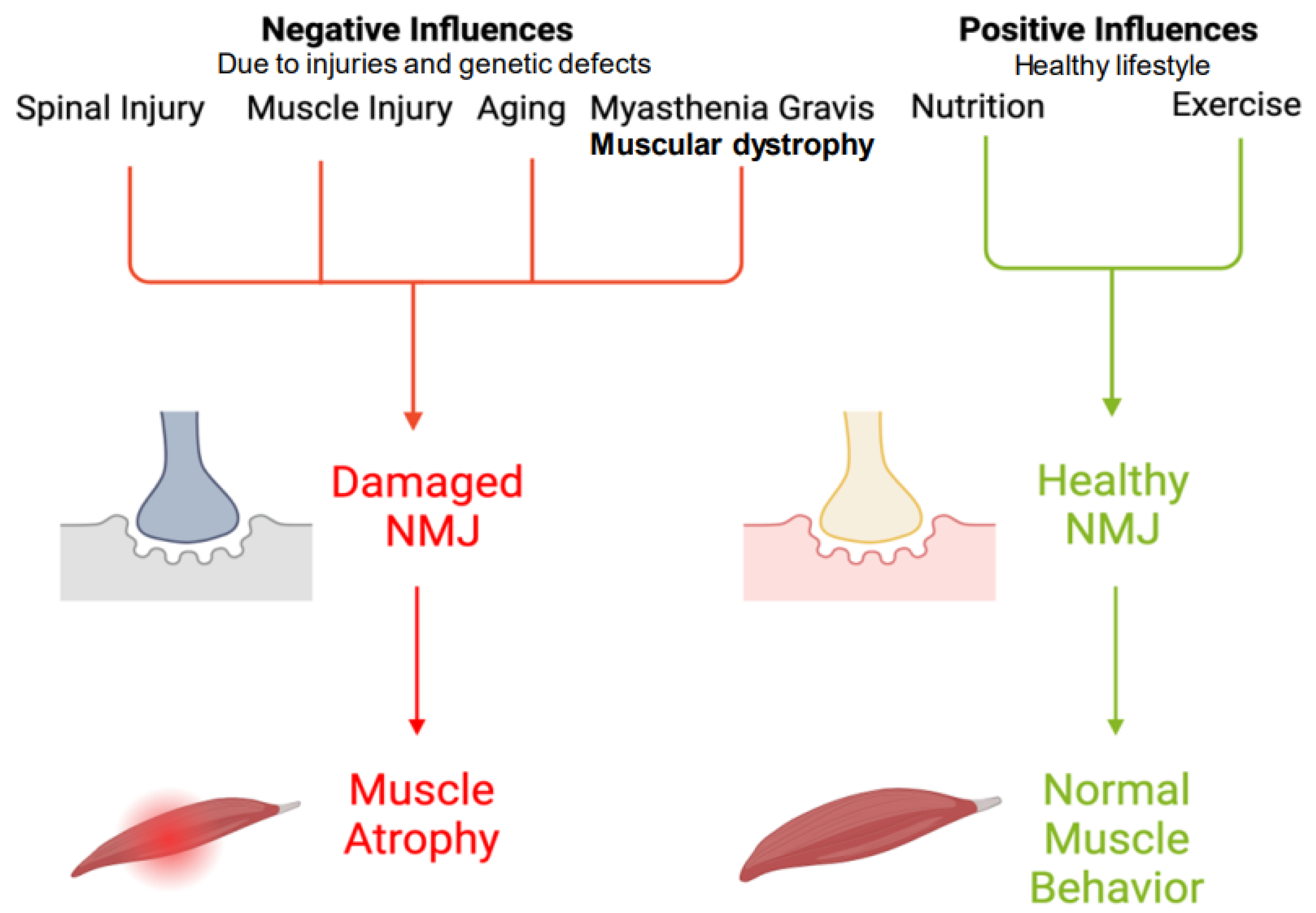 Muscle Diseases (神経学) Disruption of Neuromuscular Junction Following Spinal Cord
