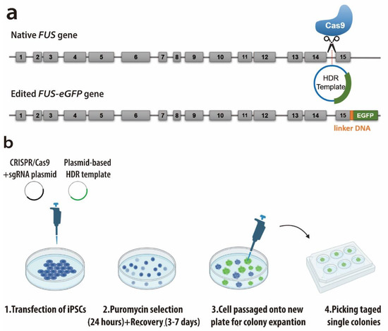 Cell-Type-Dependent Recruitment Dynamics of FUS Protein at Laser ...