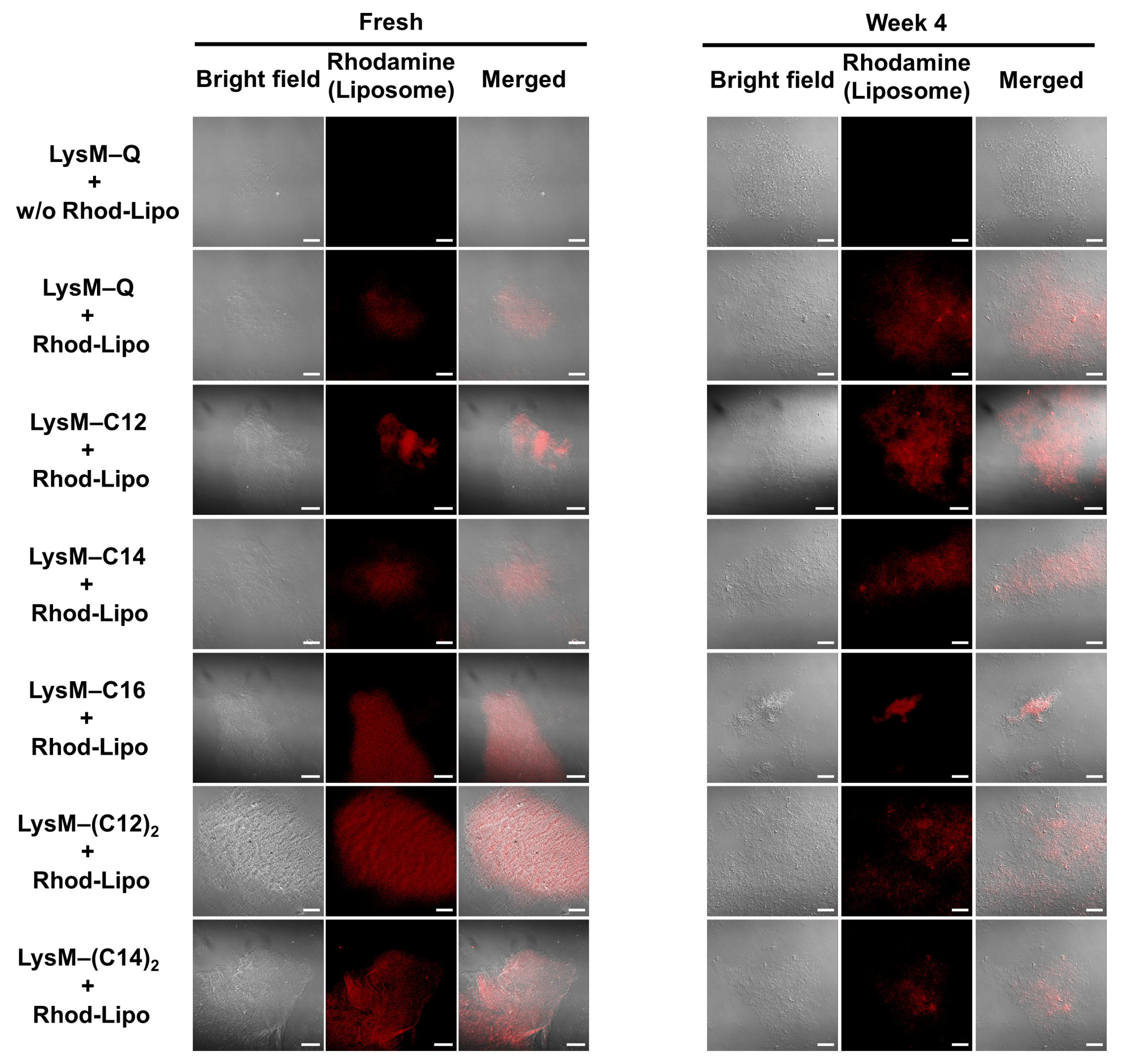 Ijms 25 03567 g004 Ijms 25 03567 g004