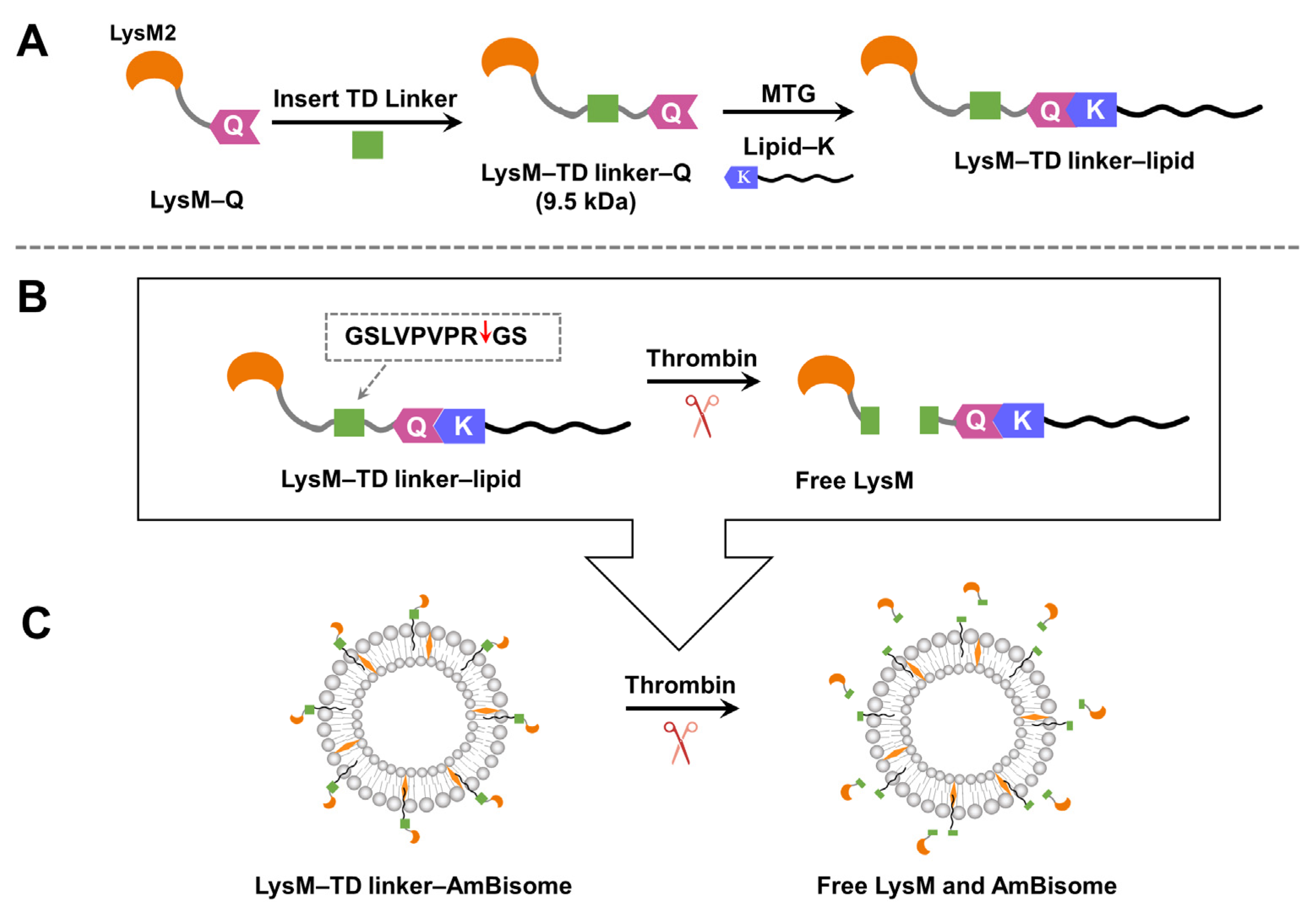Ijms 25 03567 g006 Ijms 25 03567 g006