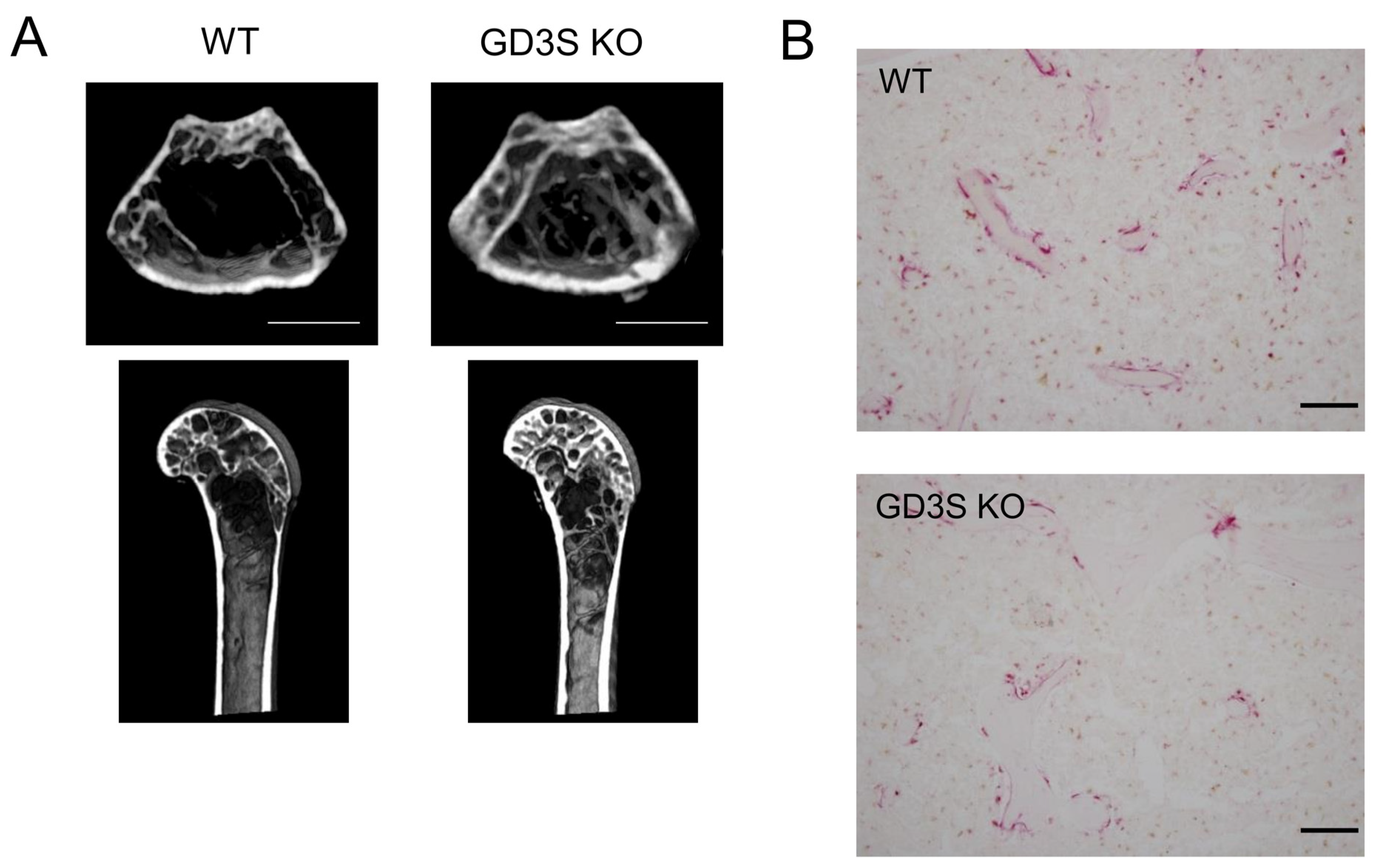 Ijms 25 03568 g005 Ijms 25 03568 g005