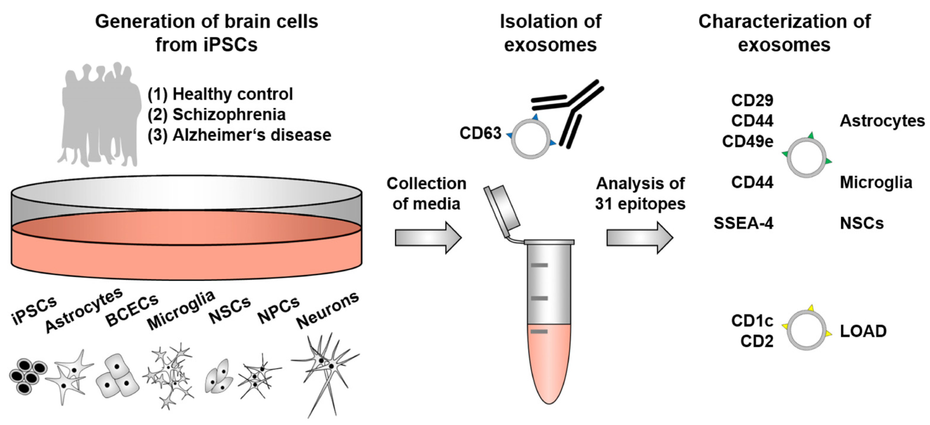 Ijms 25 03575 g004 Ijms 25 03575 g004