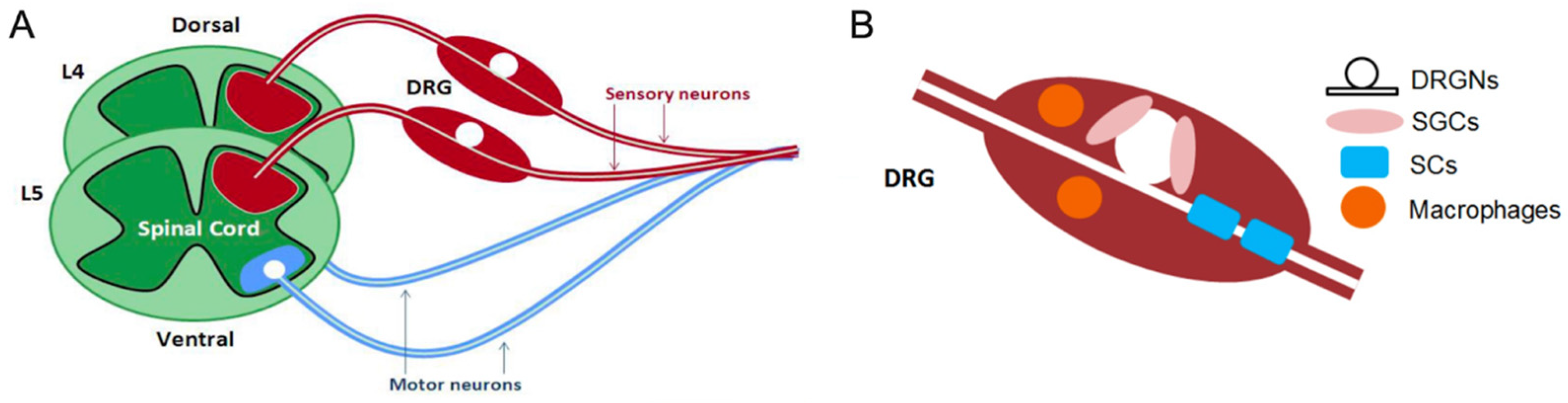 Ijms 25 03591 g002 Ijms 25 03591 g002