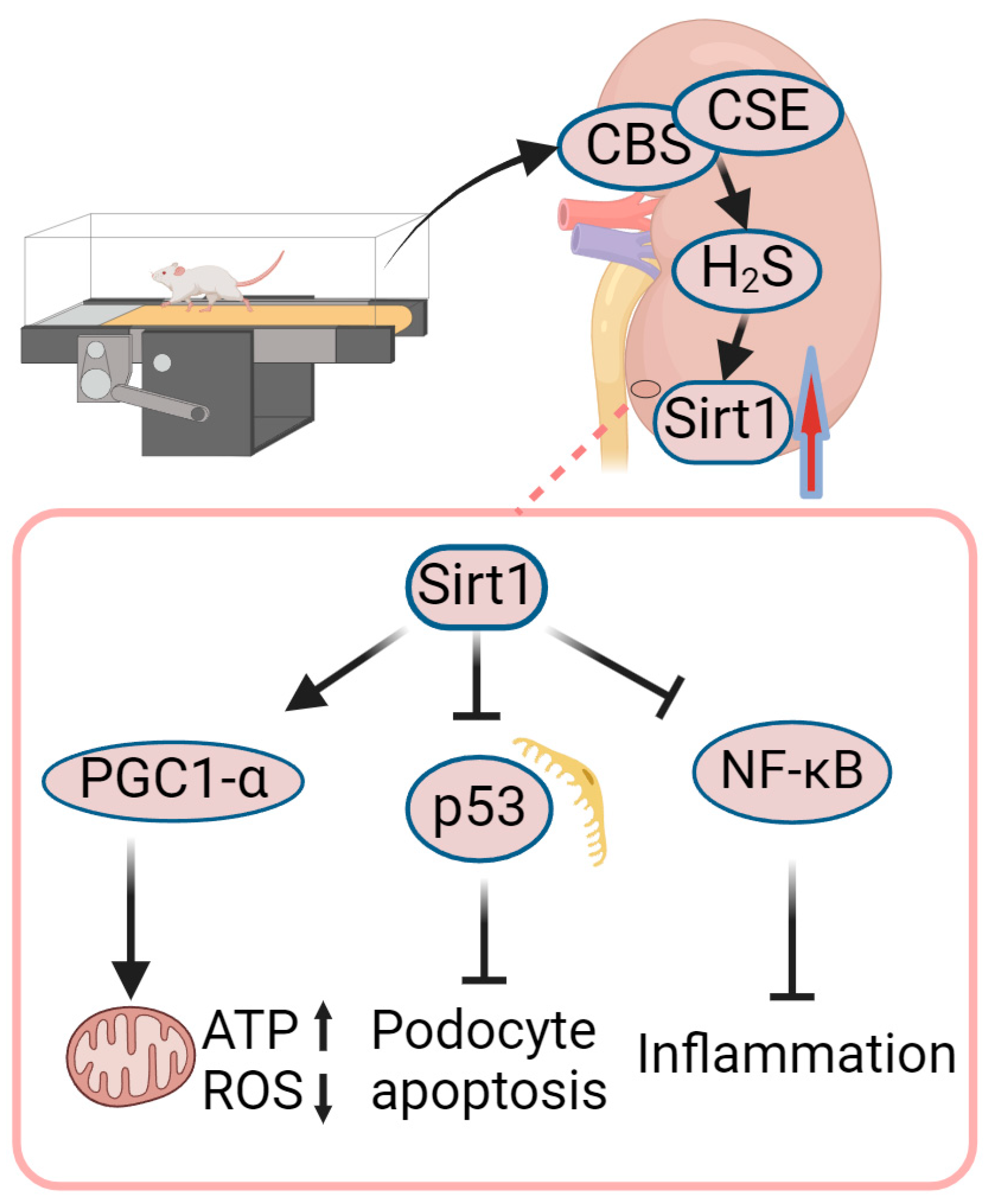 Ijms 25 03605 g004 Ijms 25 03605 g004
