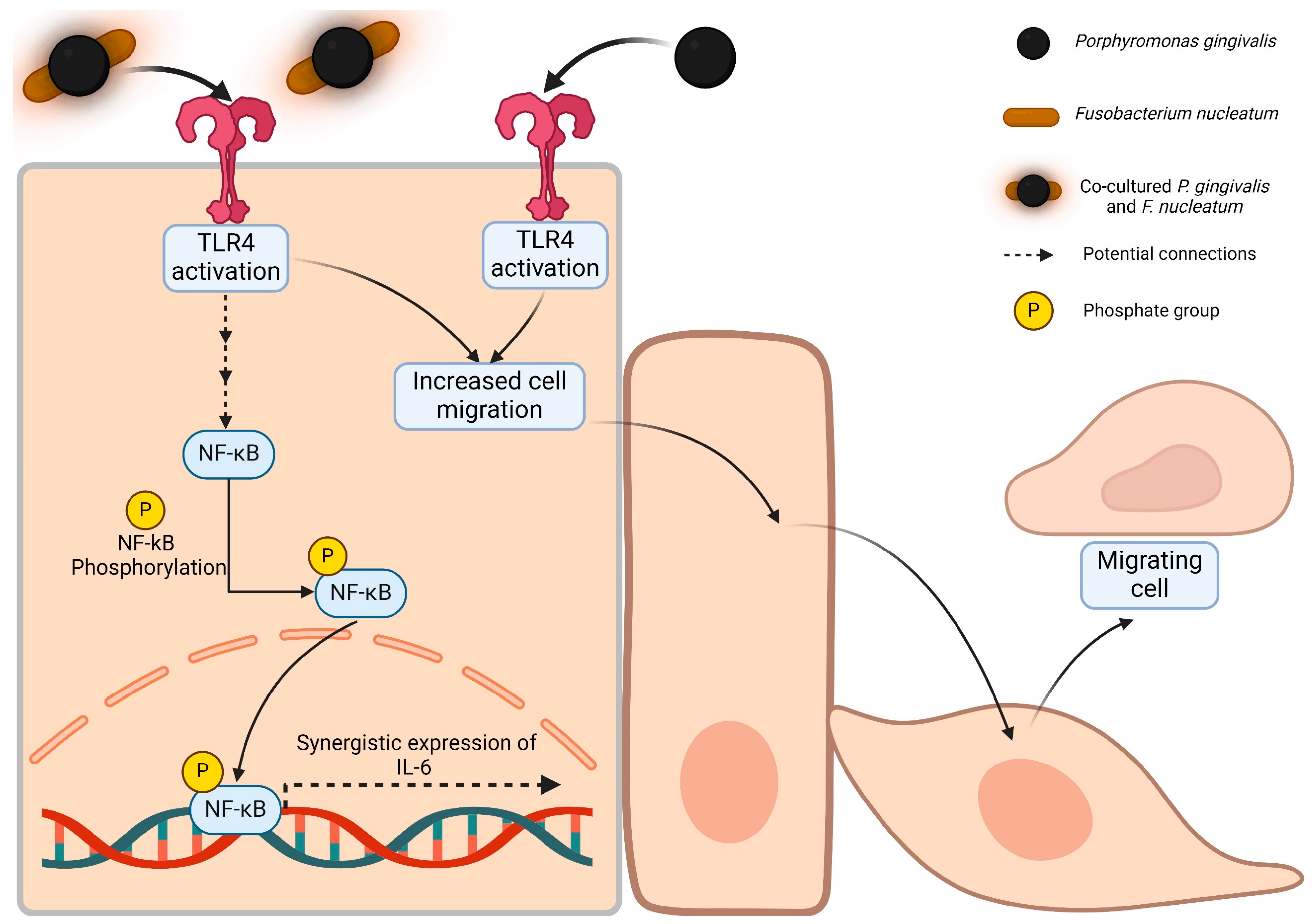 Ijms 25 03611 g009 Ijms 25 03611 g009