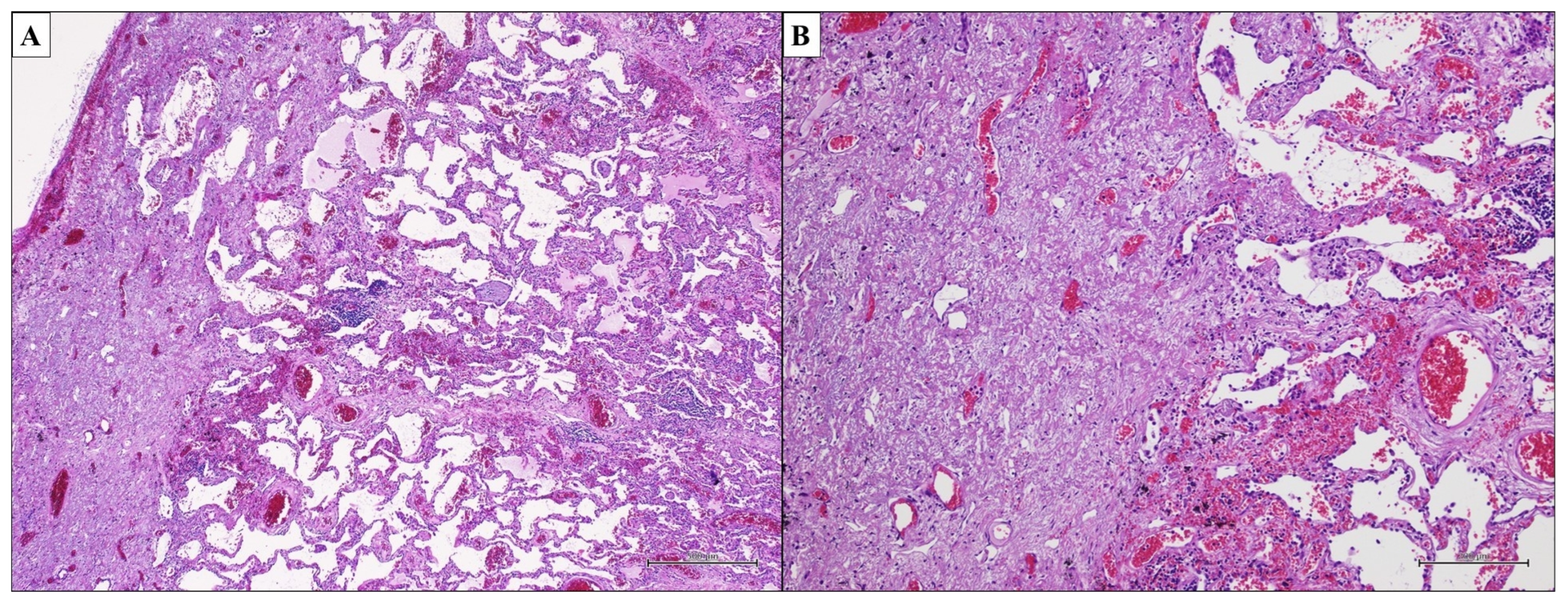 Ijms 25 03618 g007 Ijms 25 03618 g007