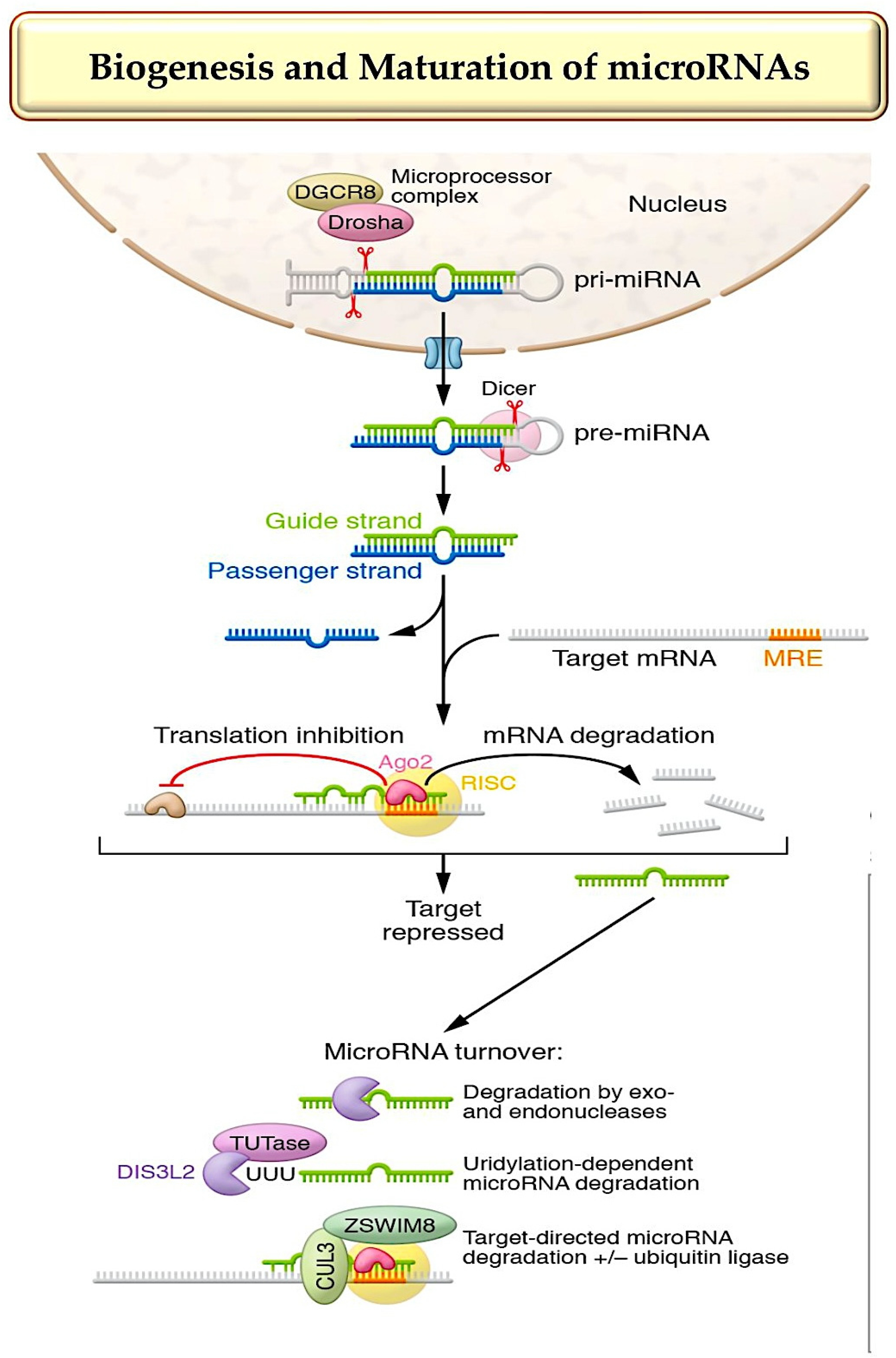 Non-Coding RNA-Targeted Therapy: A State-of-the-Art Review