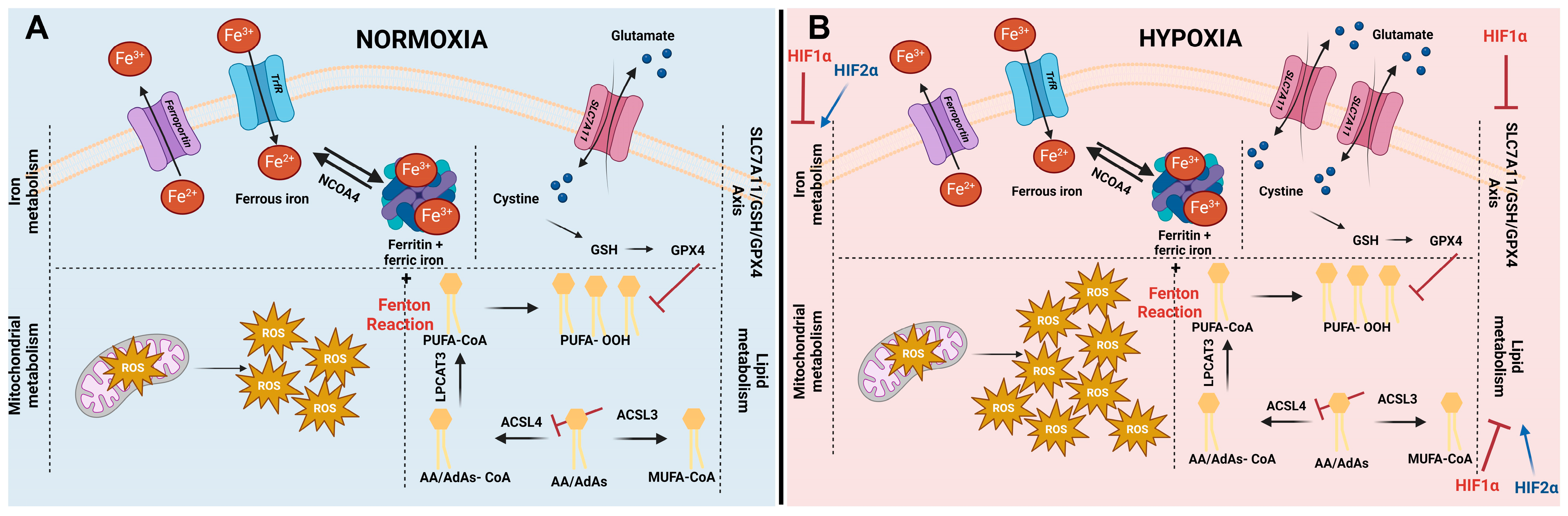 Ijms 25 03641 g001 Ijms 25 03641 g001