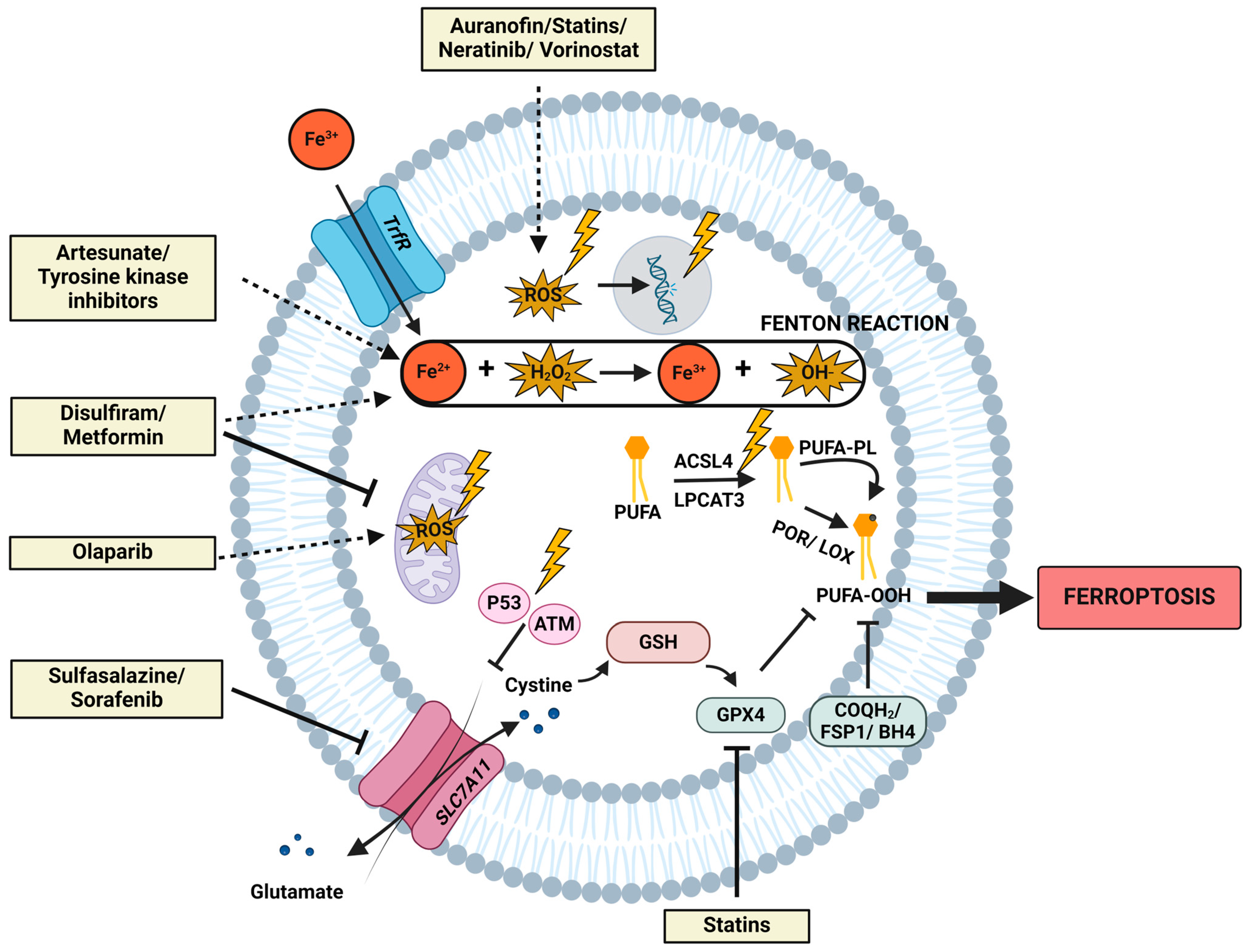Ijms 25 03641 g002 Ijms 25 03641 g002