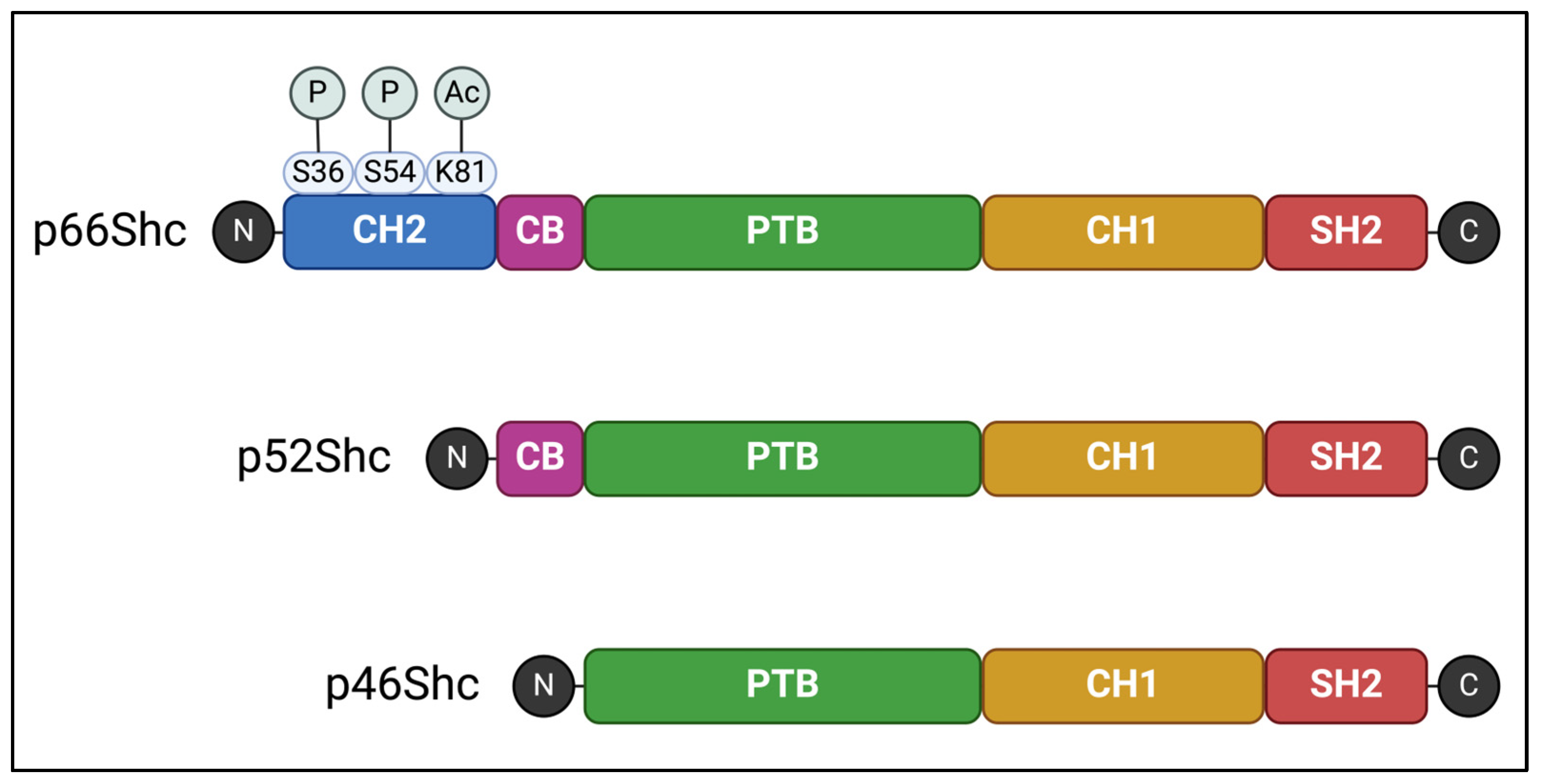 Exploring the Gut–Mitochondrial Axis: p66Shc Adapter Protein and Its Implications for Metabolic Disorders Exploring the Gut–Mitochondrial Axis: p66Shc Adapter Protein and Its Implications for Metabolic Disorders