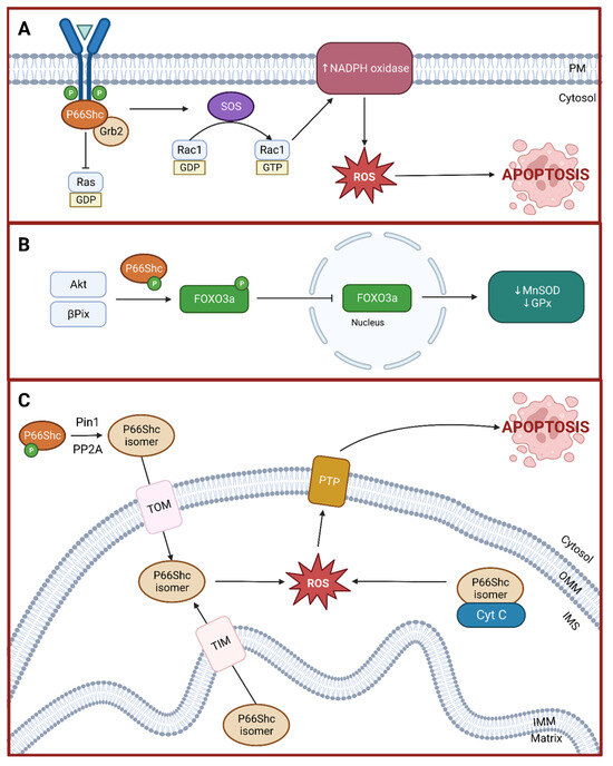 Exploring the Gut–Mitochondrial Axis: p66Shc Adapter Protein
