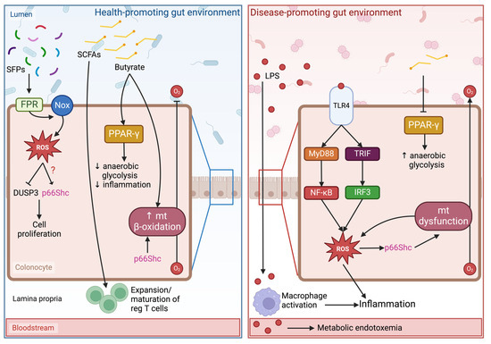 Exploring the Gut–Mitochondrial Axis: p66Shc Adapter Protein and