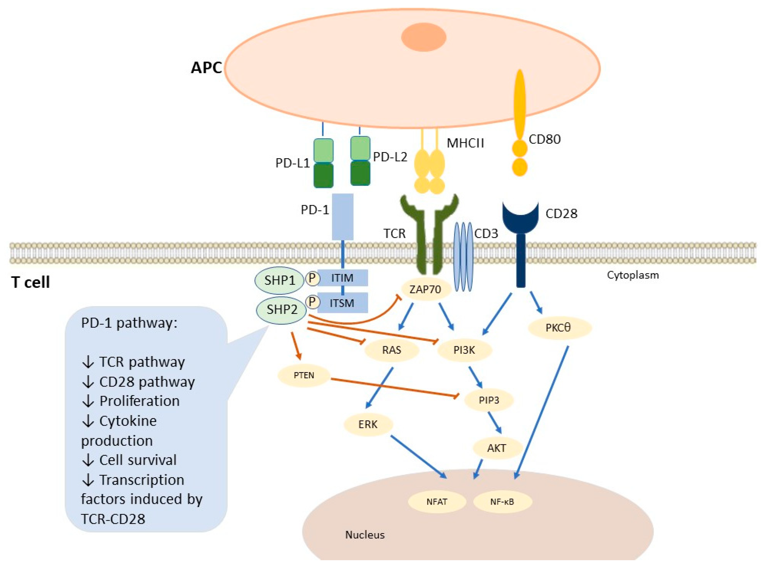 Ijms 25 03671 g004 Ijms 25 03671 g004