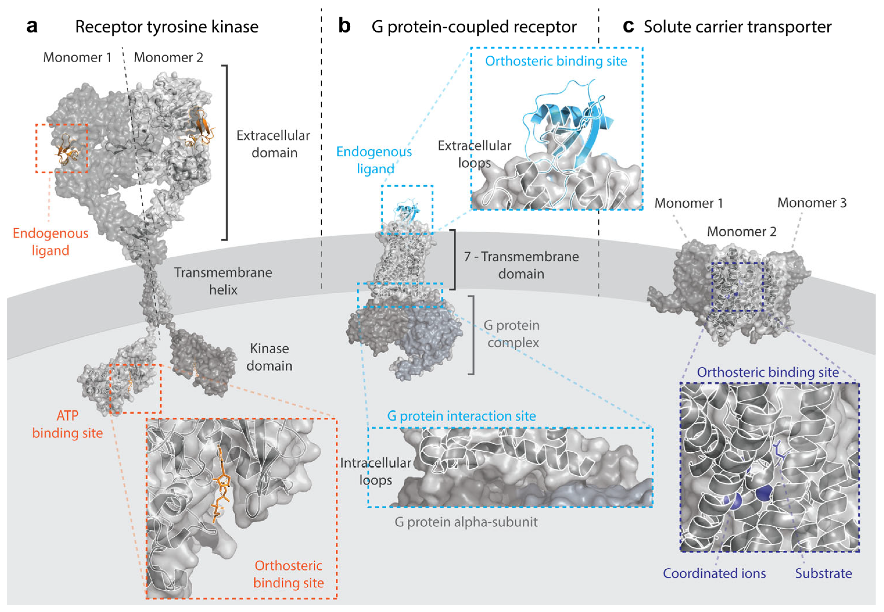 Computational Characterization of Membrane Proteins as Anticancer 