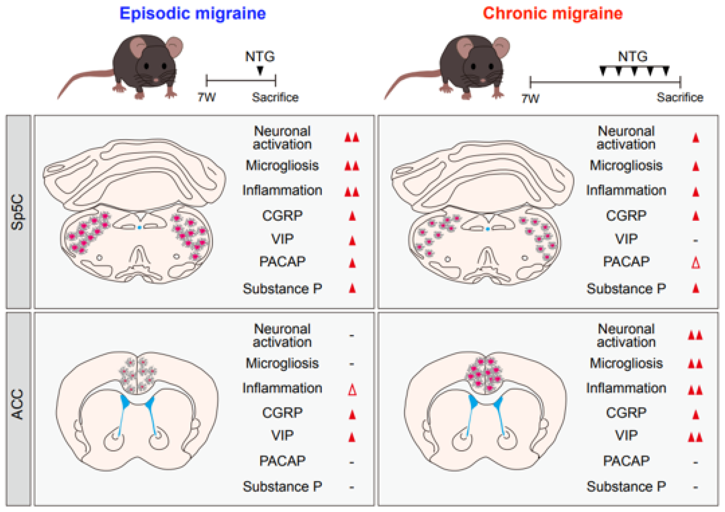 IJMS Free FullText Differences in Neuropathology between