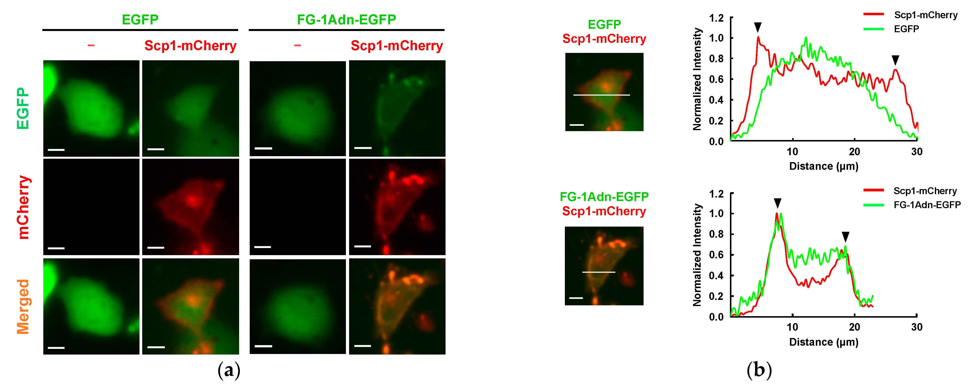 Ijms 25 03737 g005a Ijms 25 03737 g005a