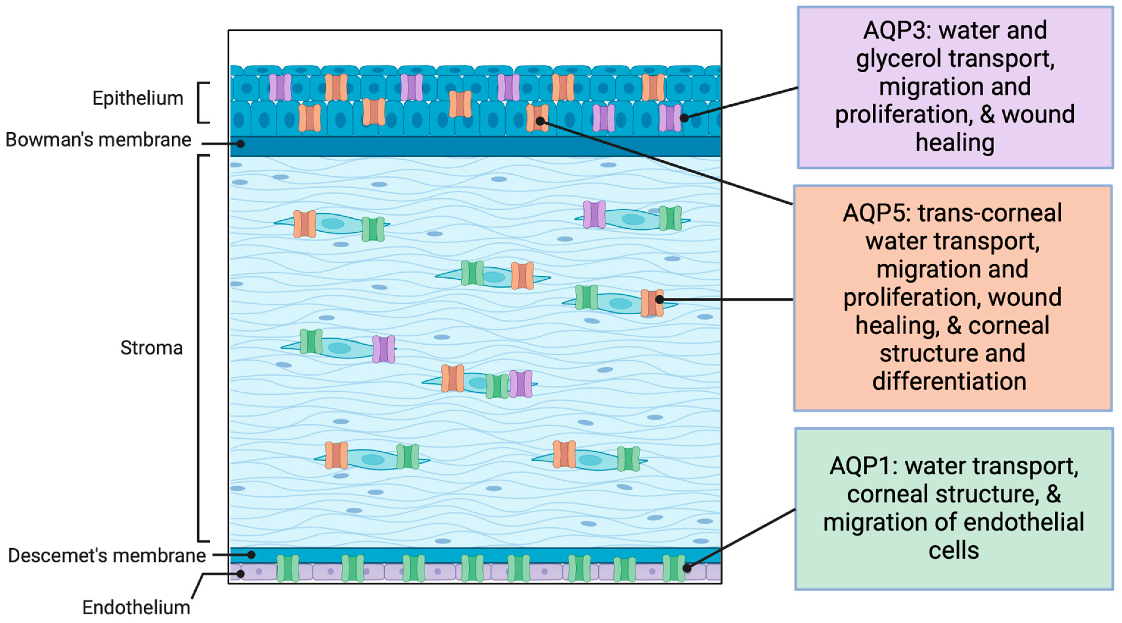 Ijms 25 03748 g002 Ijms 25 03748 g002