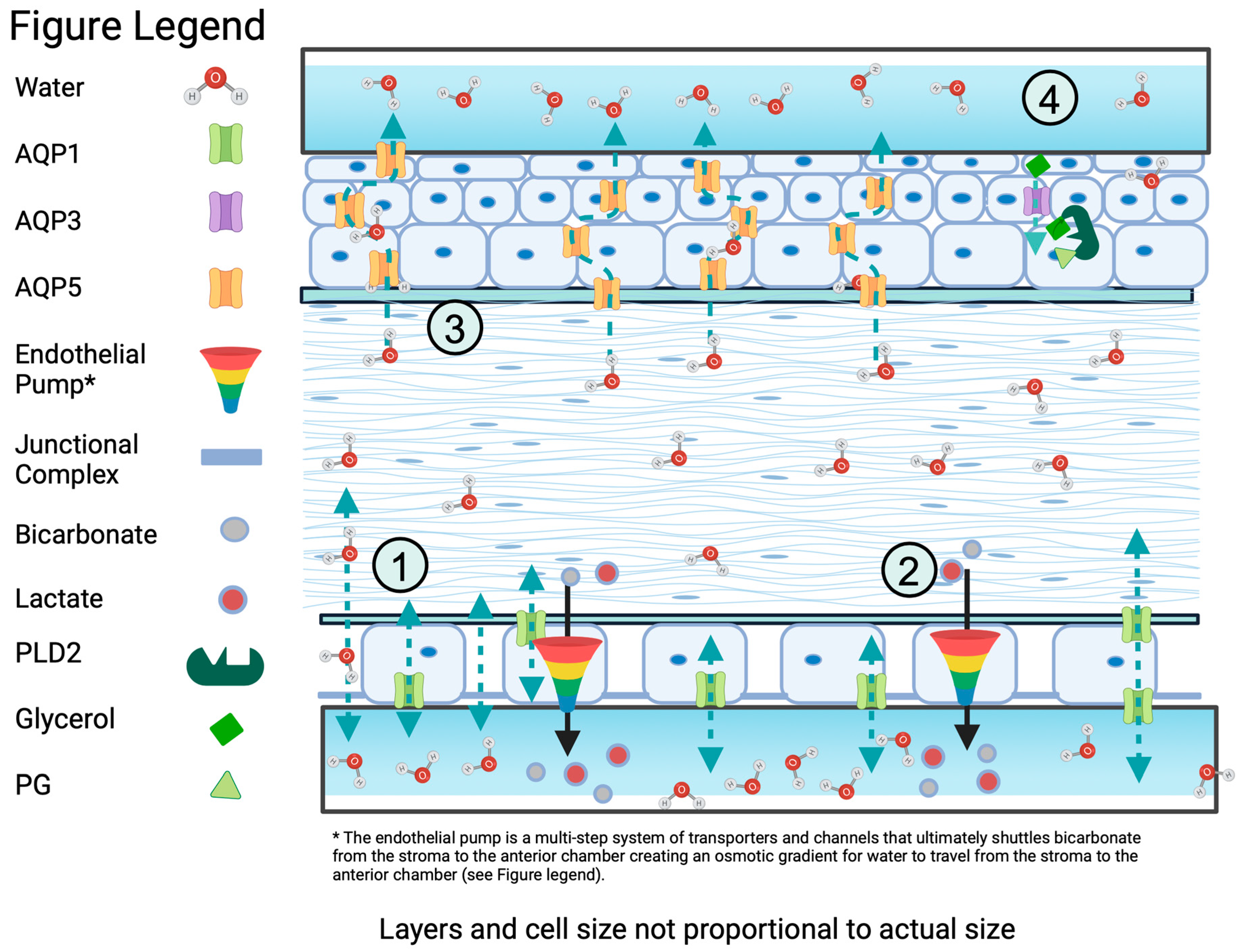 Ijms 25 03748 g003 Ijms 25 03748 g003