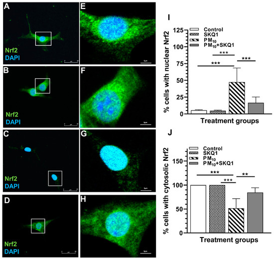 Mechanisms of PM10 Disruption of the Nrf2 Pathway in Cornea Mechanisms of PM10 Disruption of the Nrf2 Pathway in Cornea