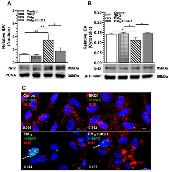 Mechanisms of PM10 Disruption of the Nrf2 Pathway in Cornea