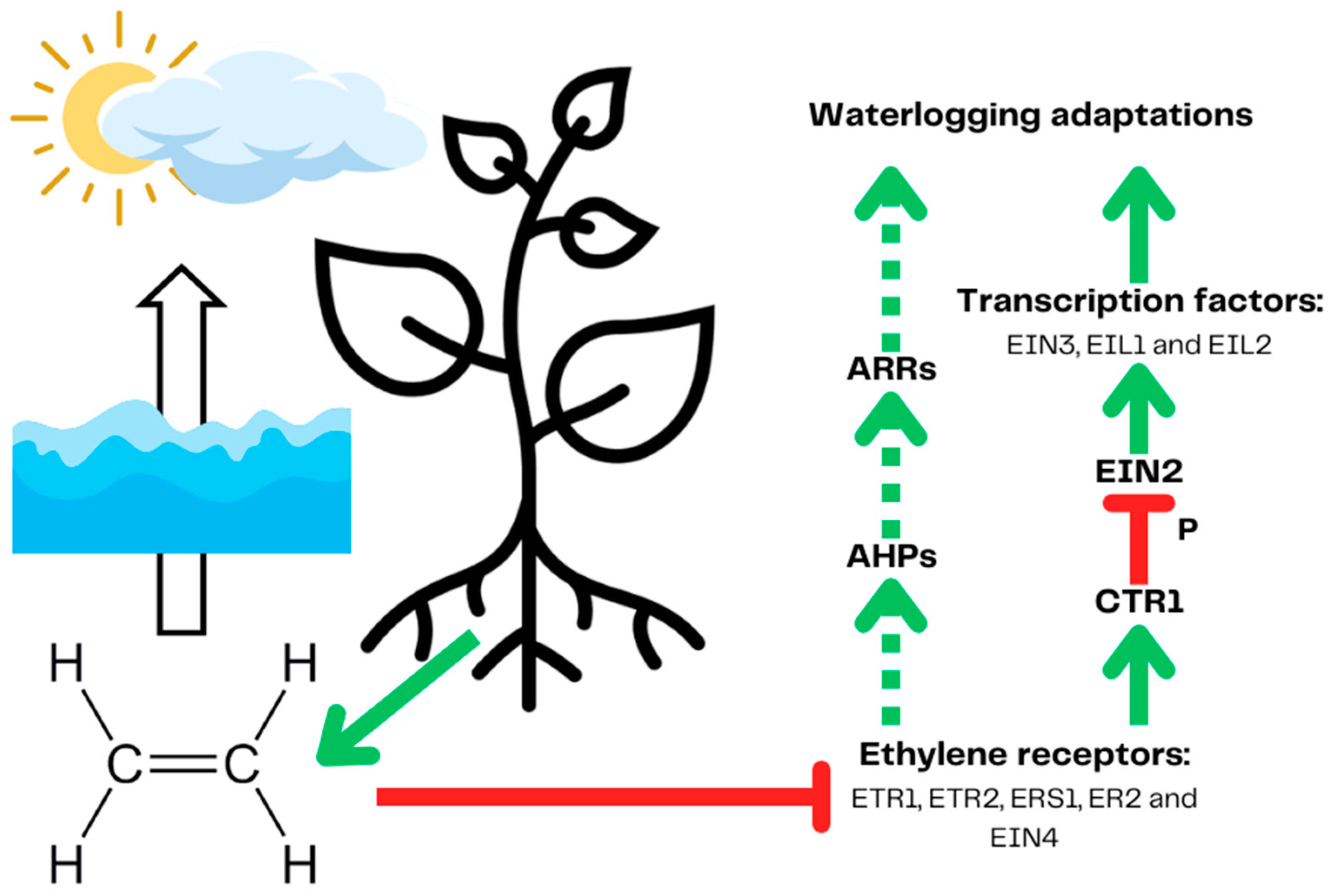 Ijms 25 03757 g002 Ijms 25 03757 g002