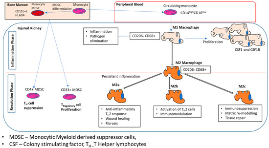 Mdiff Cells Monocytes and Macrophages in Kidney Disease and Homeostasis
