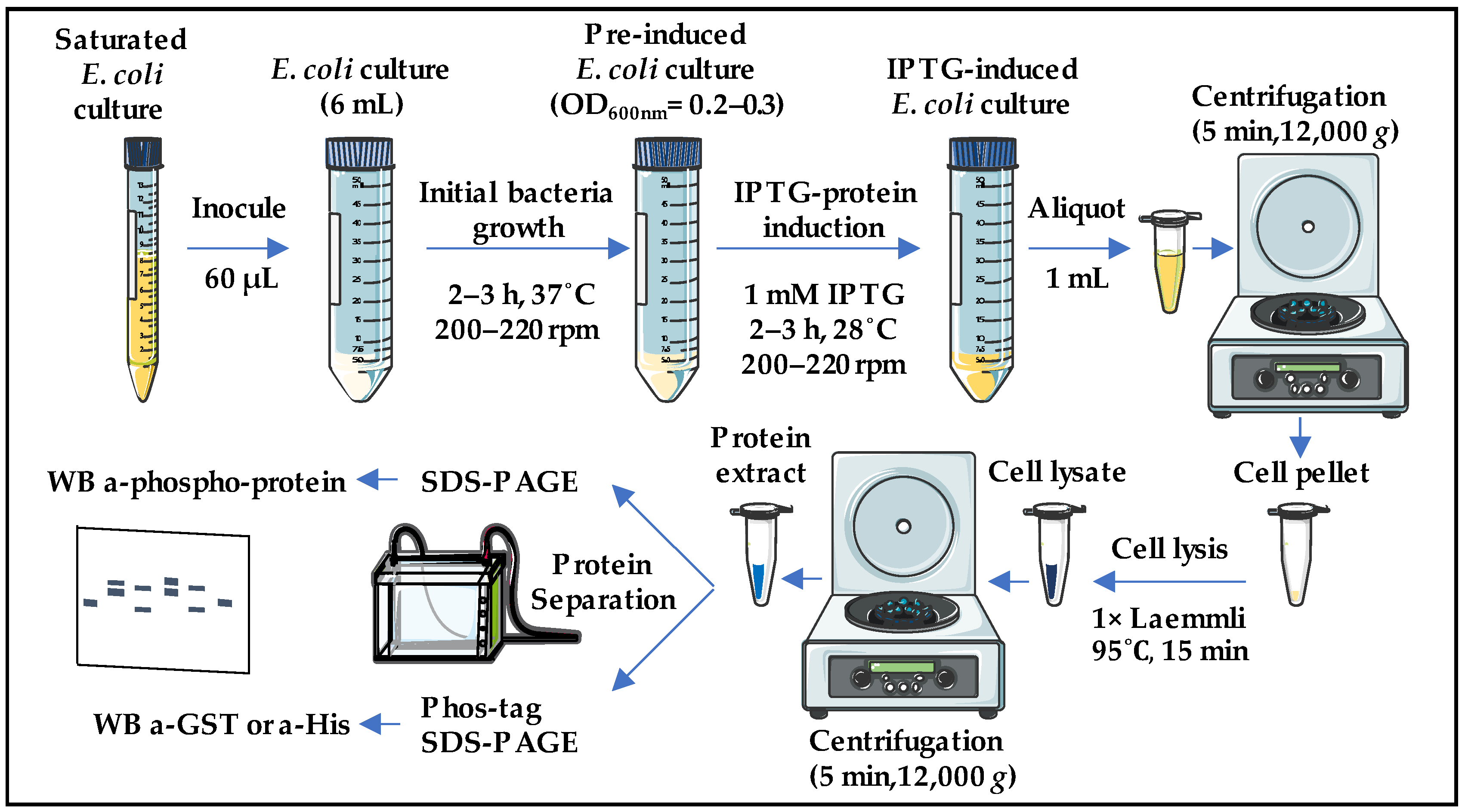 Ijms 25 03813 g001 Ijms 25 03813 g001