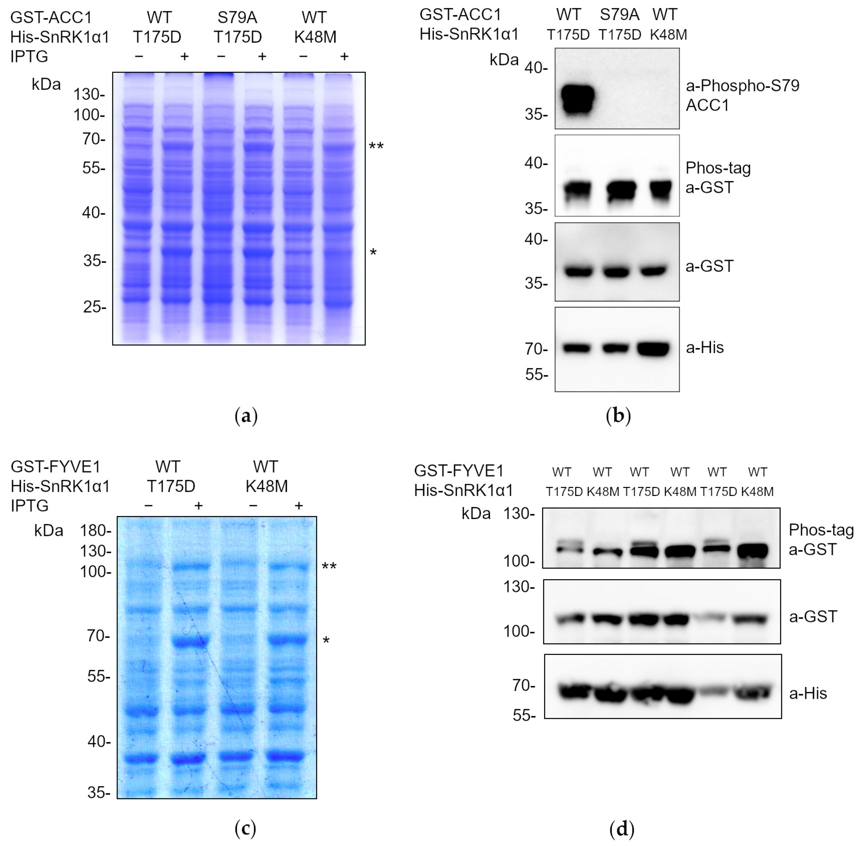 Ijms 25 03813 g002 Ijms 25 03813 g002