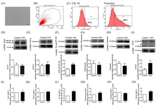 A Preliminary Investigation of the Roles of Endometrial Cells in ...