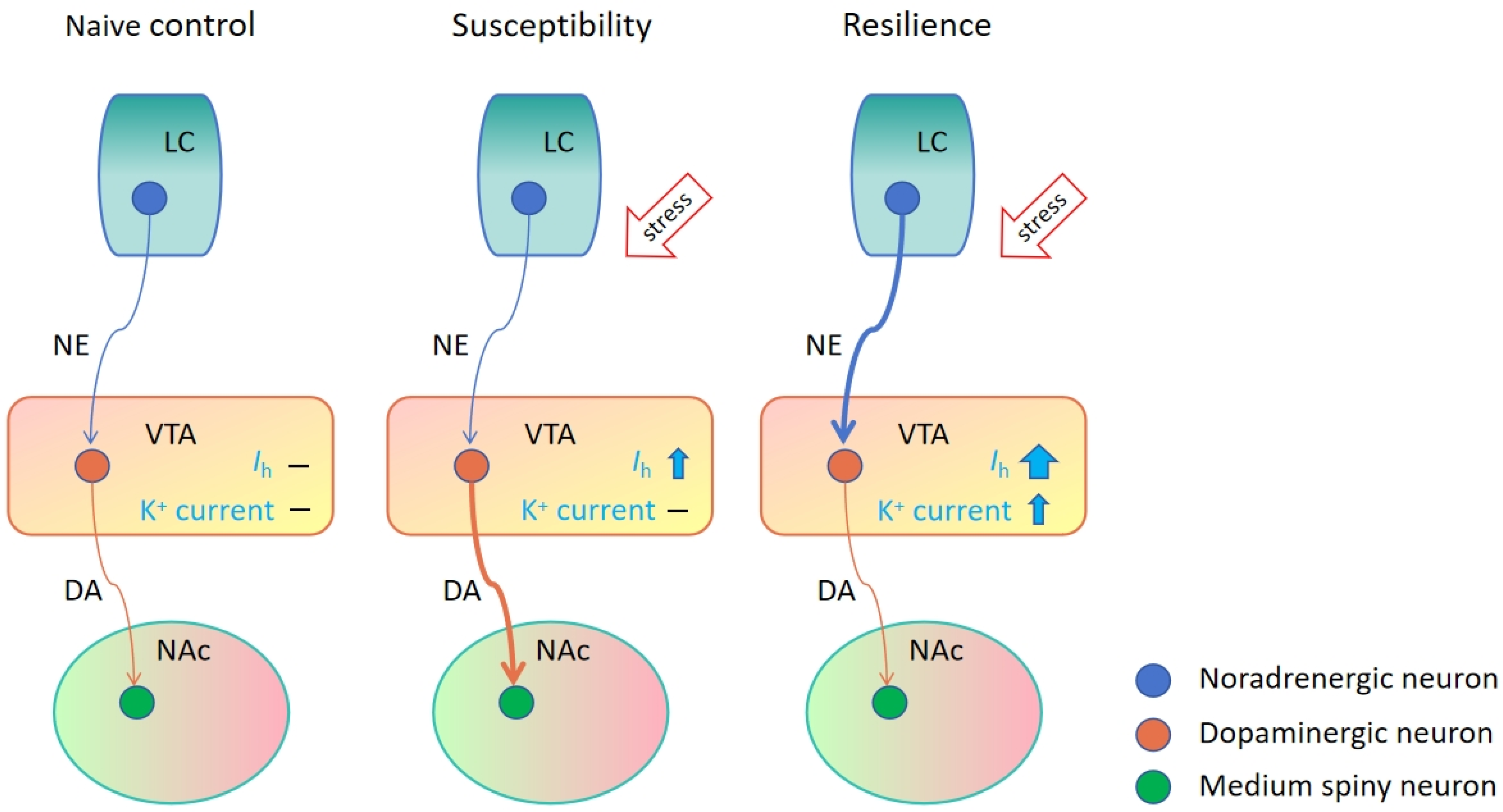 Ijms 25 03875 g001 Ijms 25 03875 g001