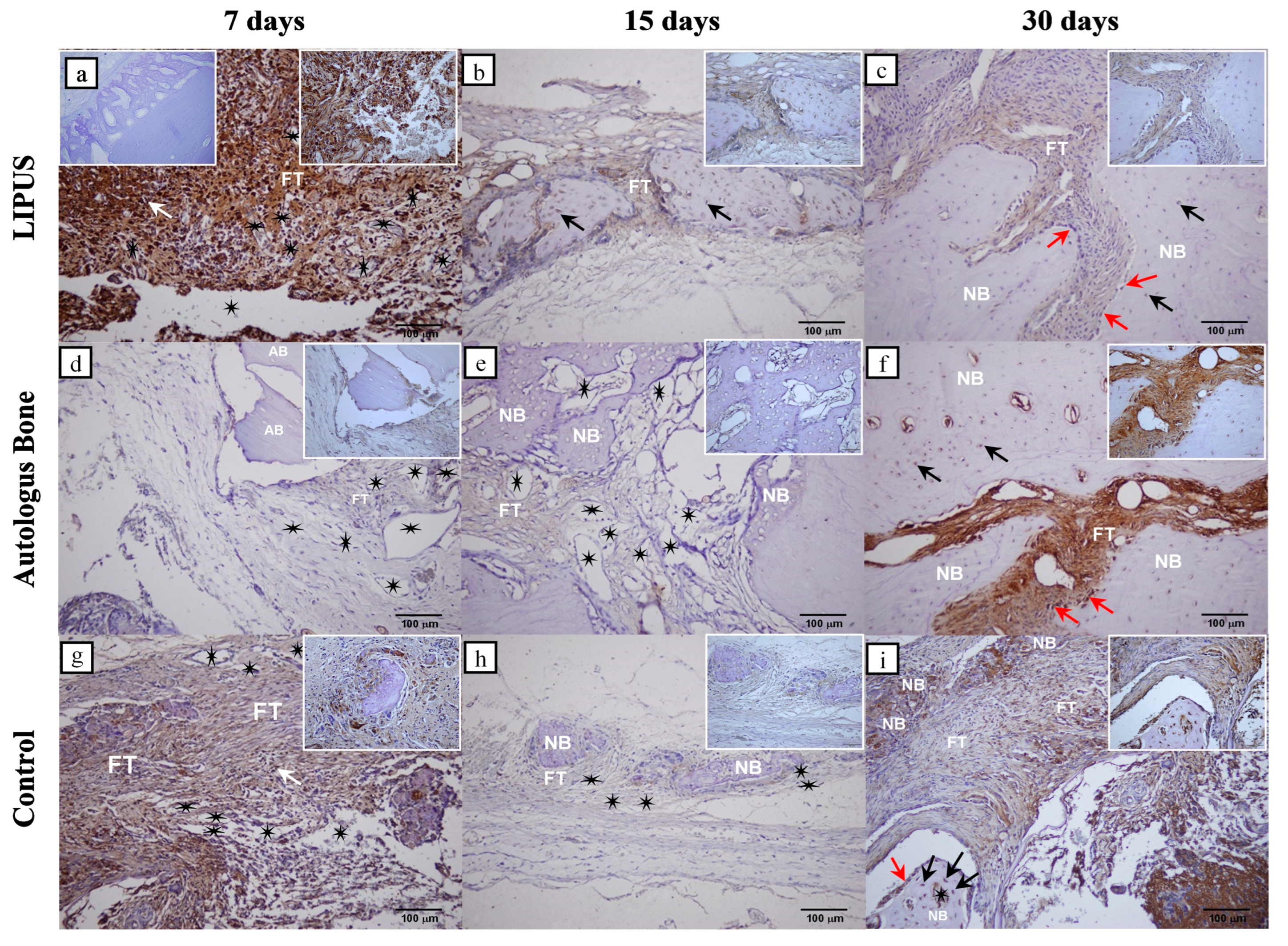 Ijms 25 03882 g003 Ijms 25 03882 g003