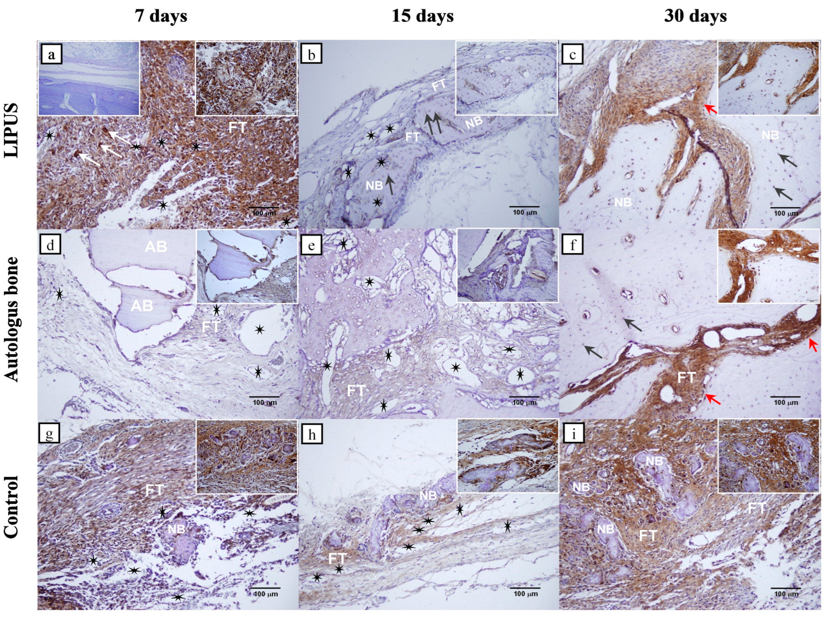 Ijms 25 03882 g004 Ijms 25 03882 g004