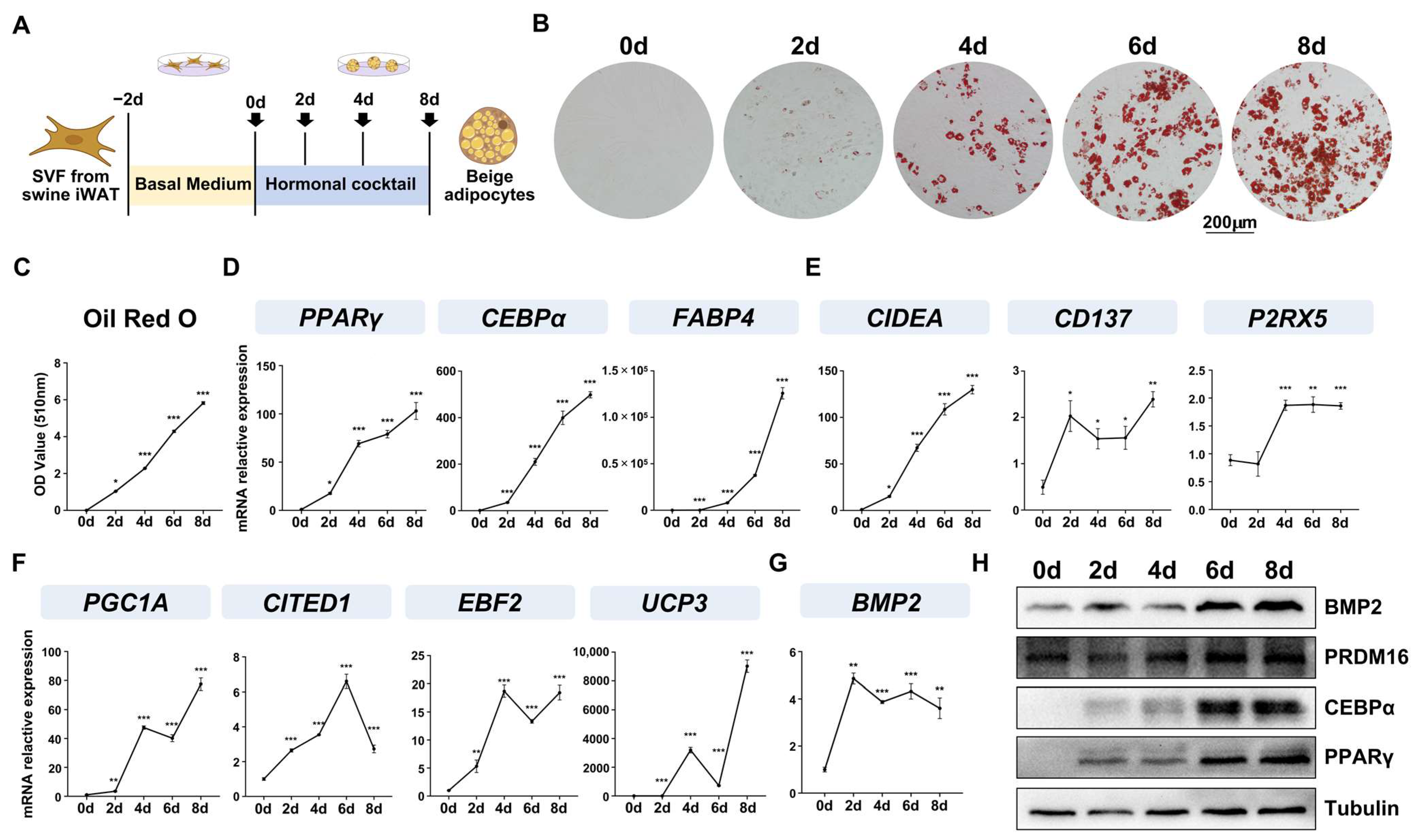 Ijms 25 03915 g001 Ijms 25 03915 g001