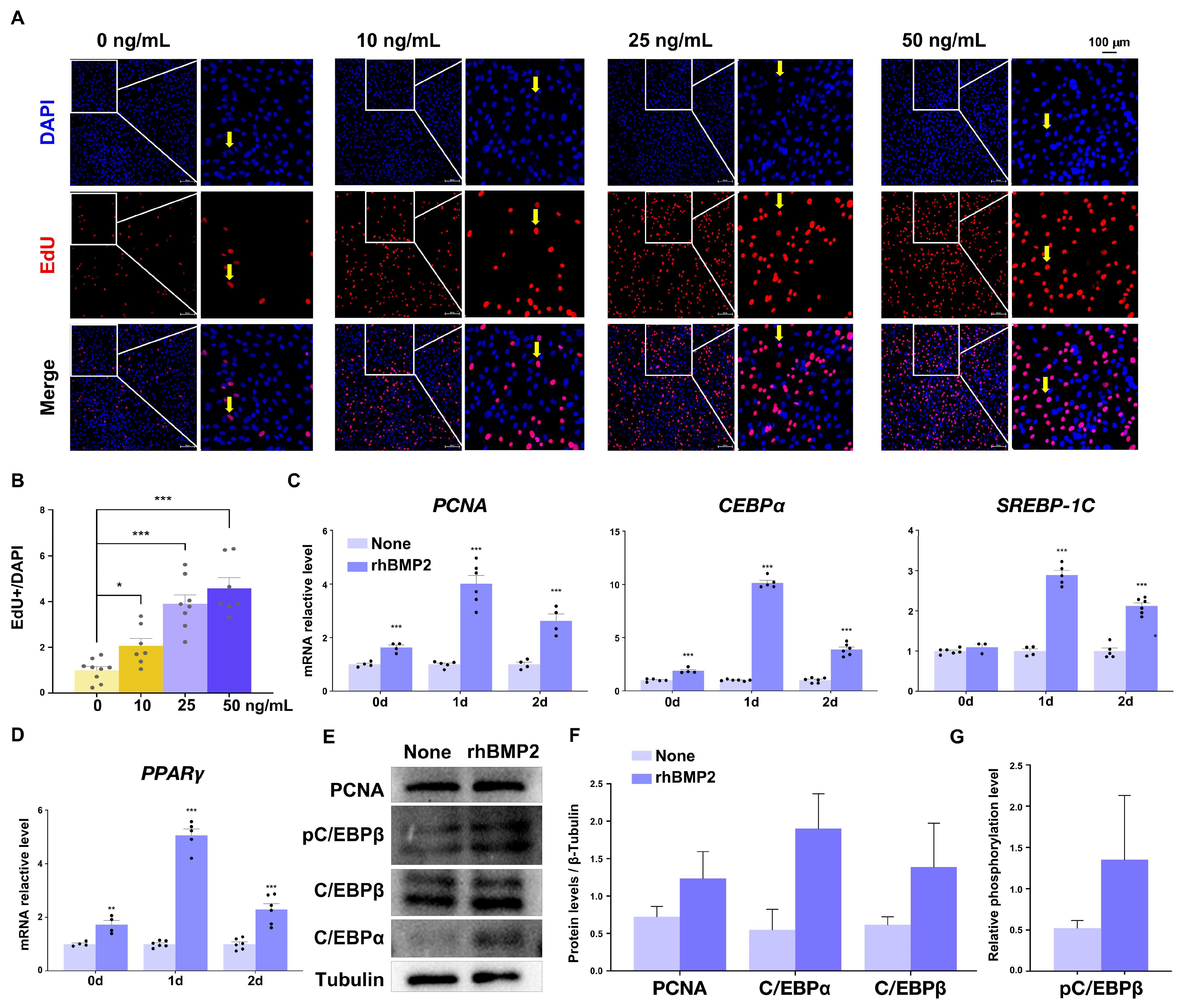Ijms 25 03915 g003 Ijms 25 03915 g003