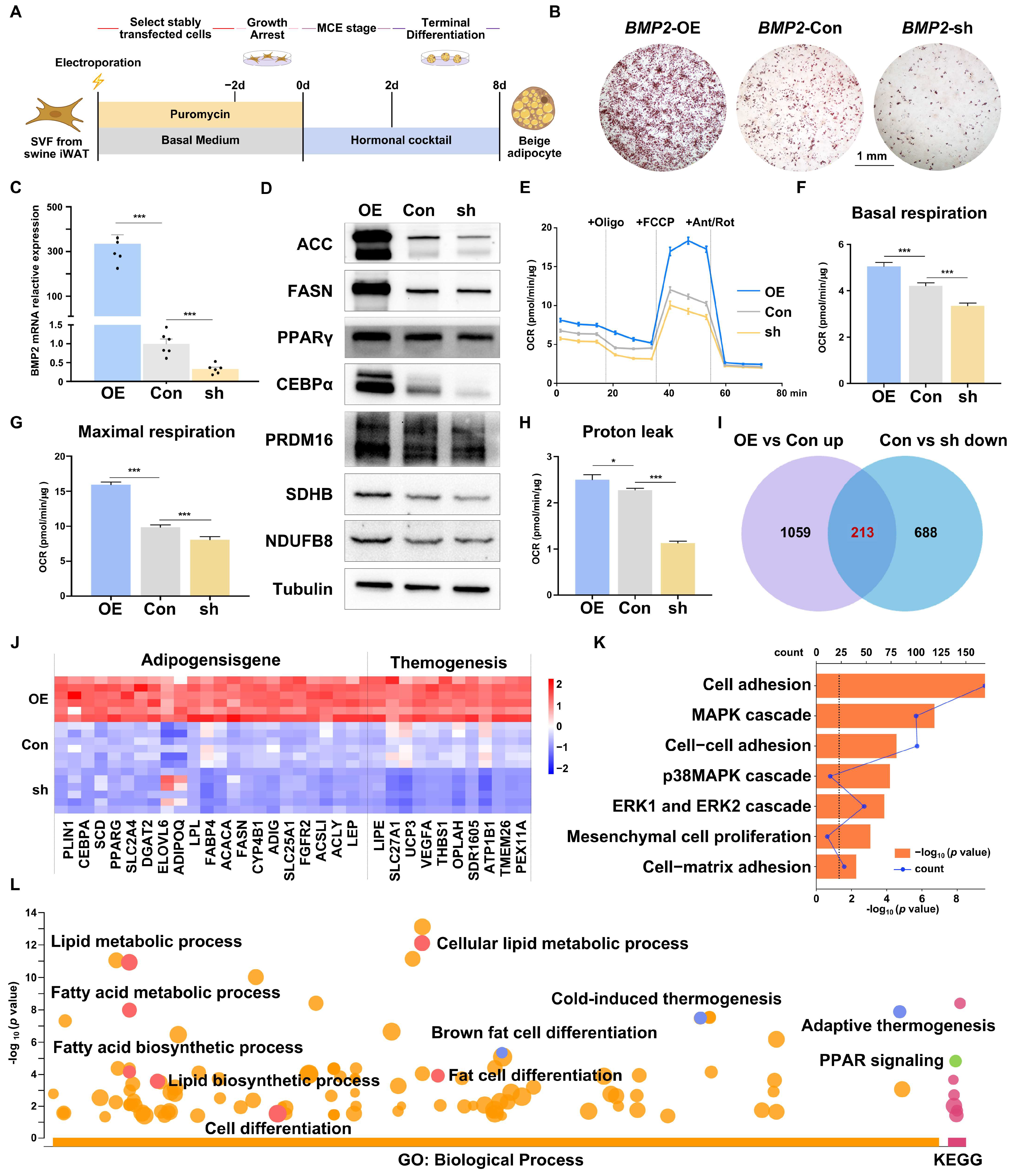 Ijms 25 03915 g004 Ijms 25 03915 g004