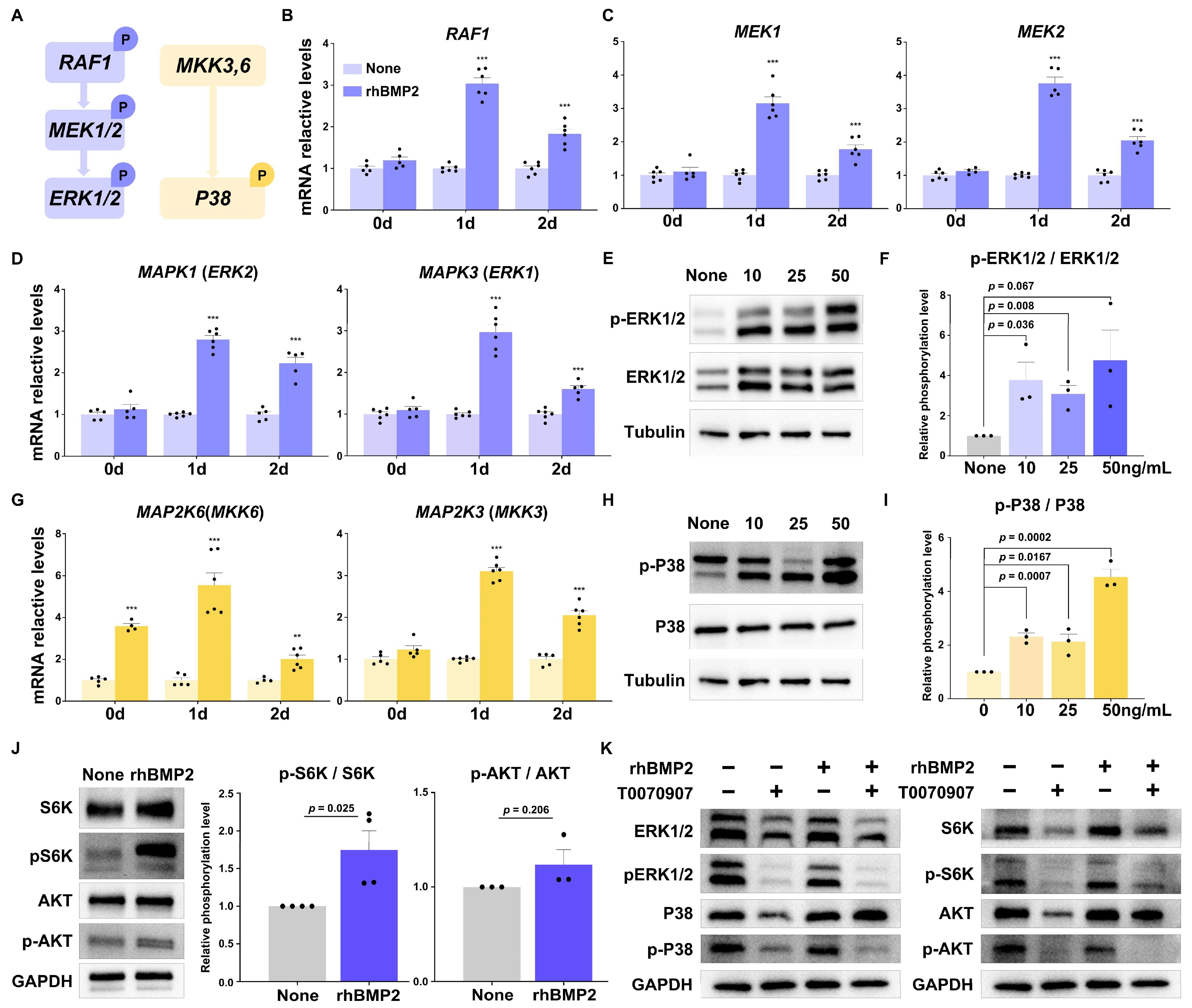 Ijms 25 03915 g006 Ijms 25 03915 g006