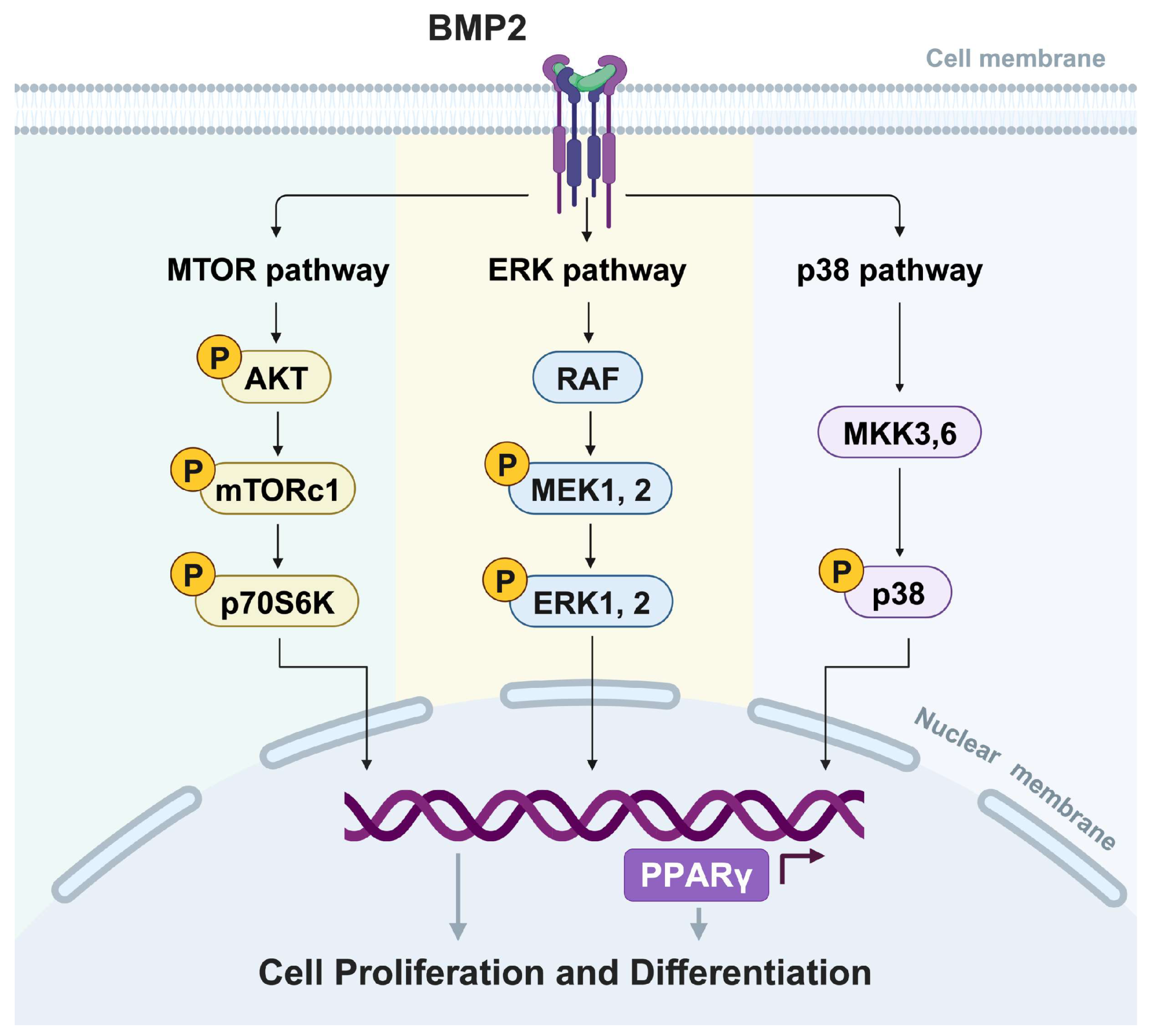 Ijms 25 03915 g007 Ijms 25 03915 g007