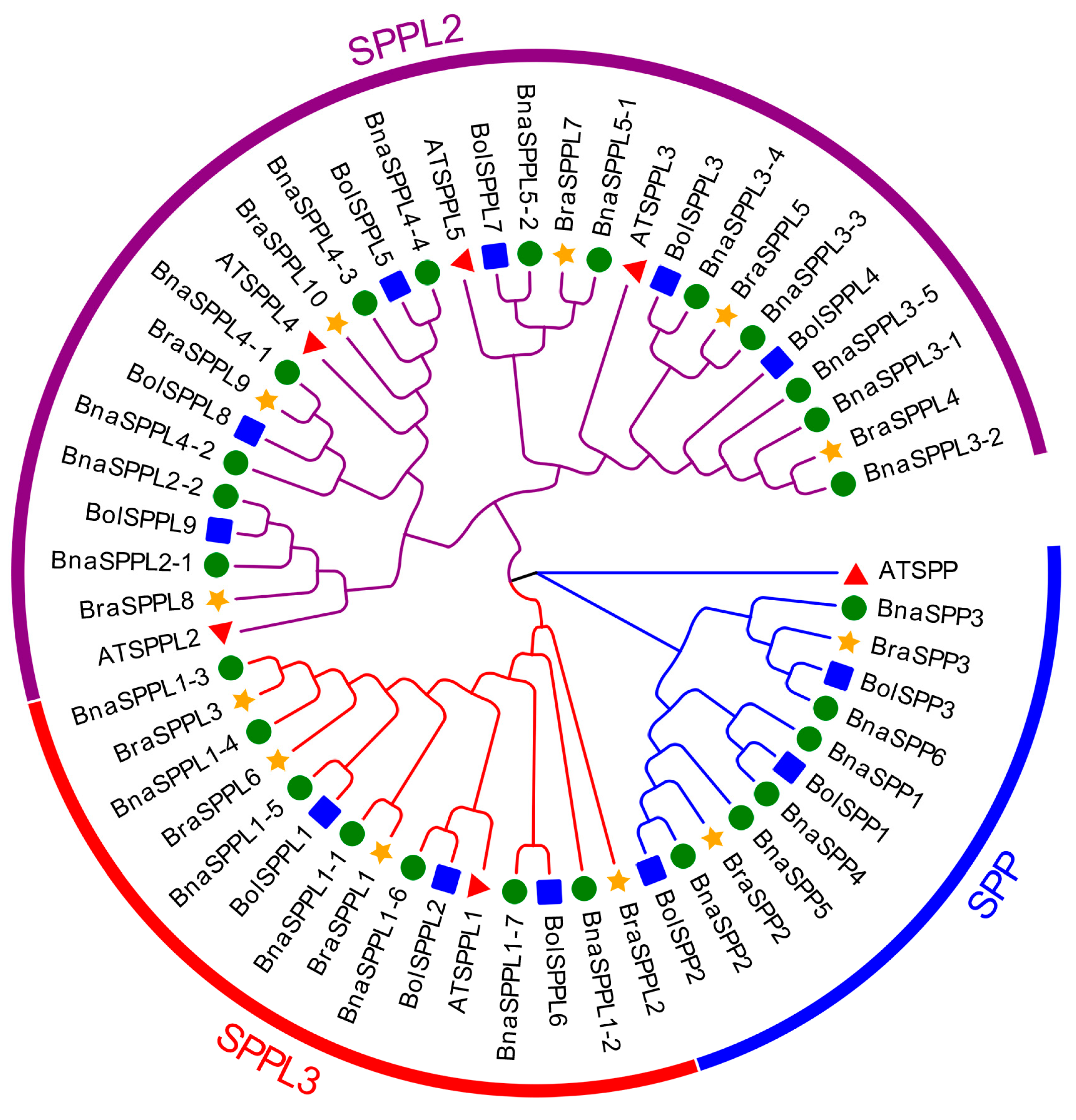 Ijms 25 03936 g001 Ijms 25 03936 g001