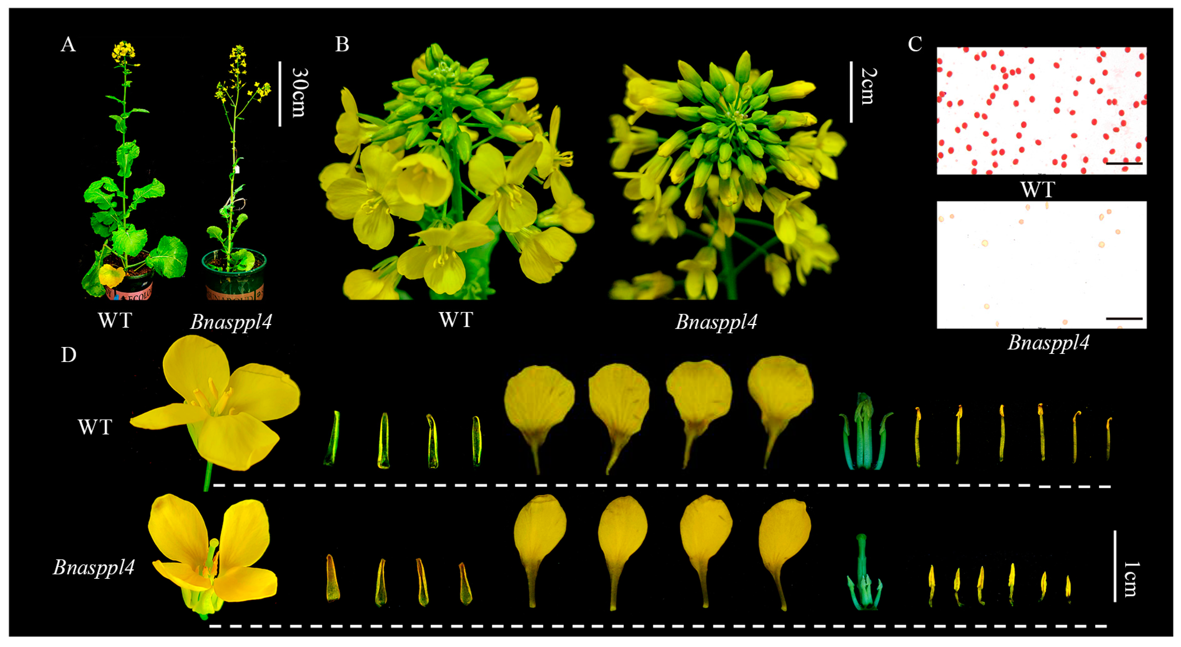 Ijms 25 03936 g008 Ijms 25 03936 g008