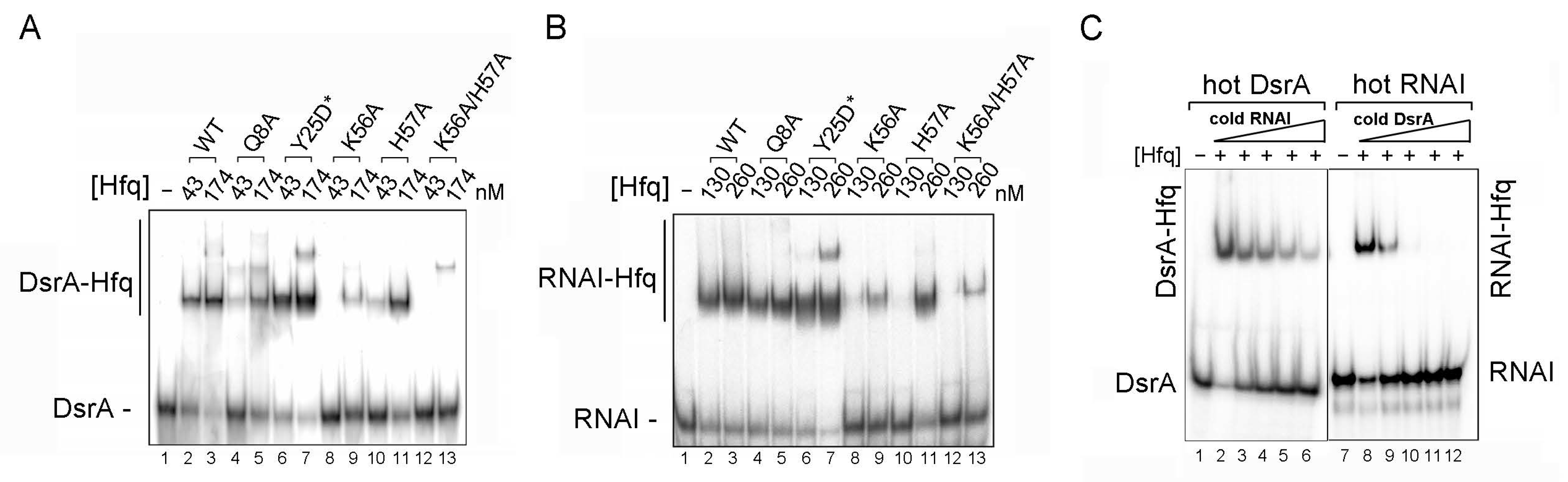 Ijms 25 03955 g004 Ijms 25 03955 g004