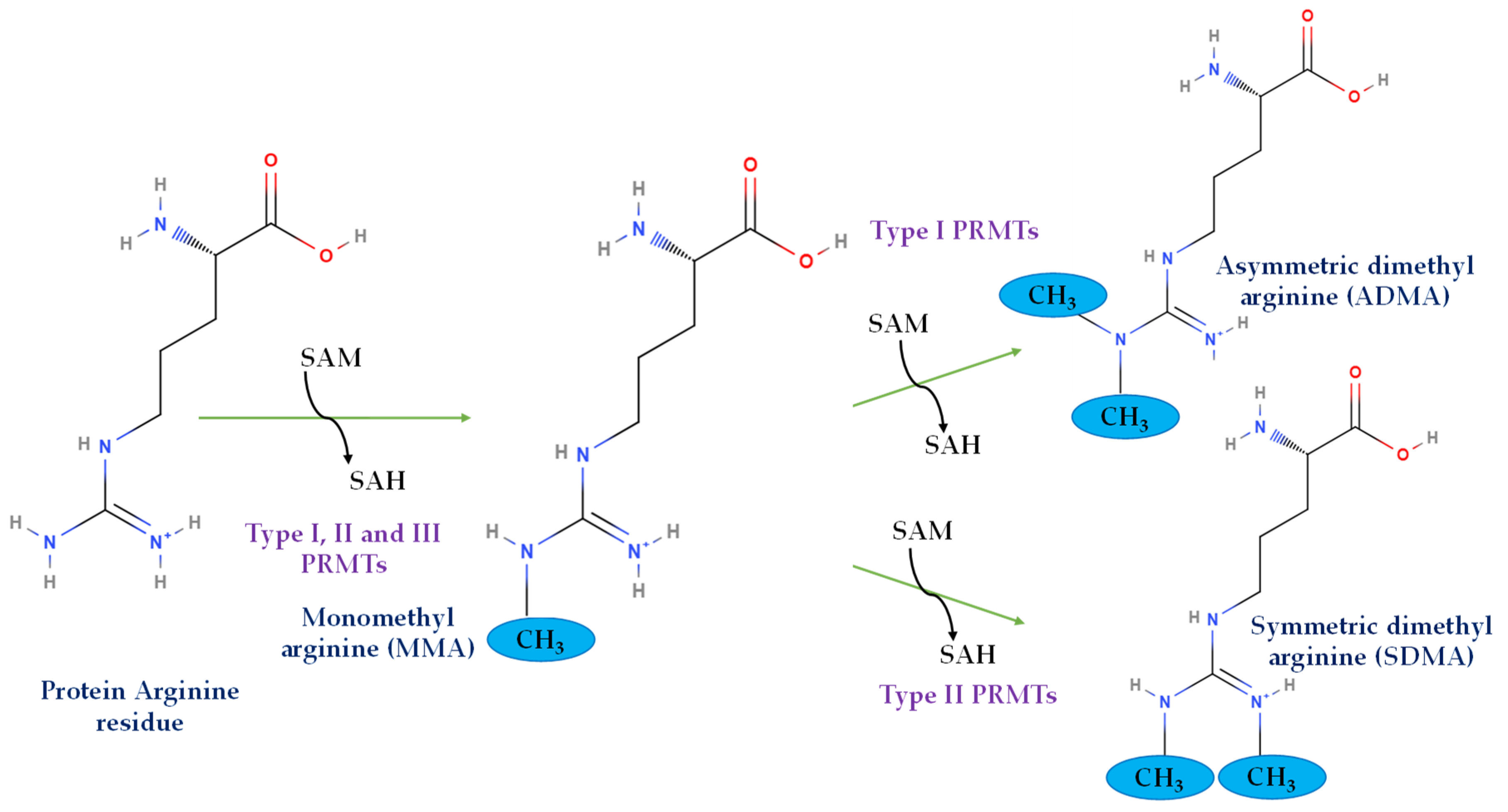 Ijms 25 03958 g001 Ijms 25 03958 g001