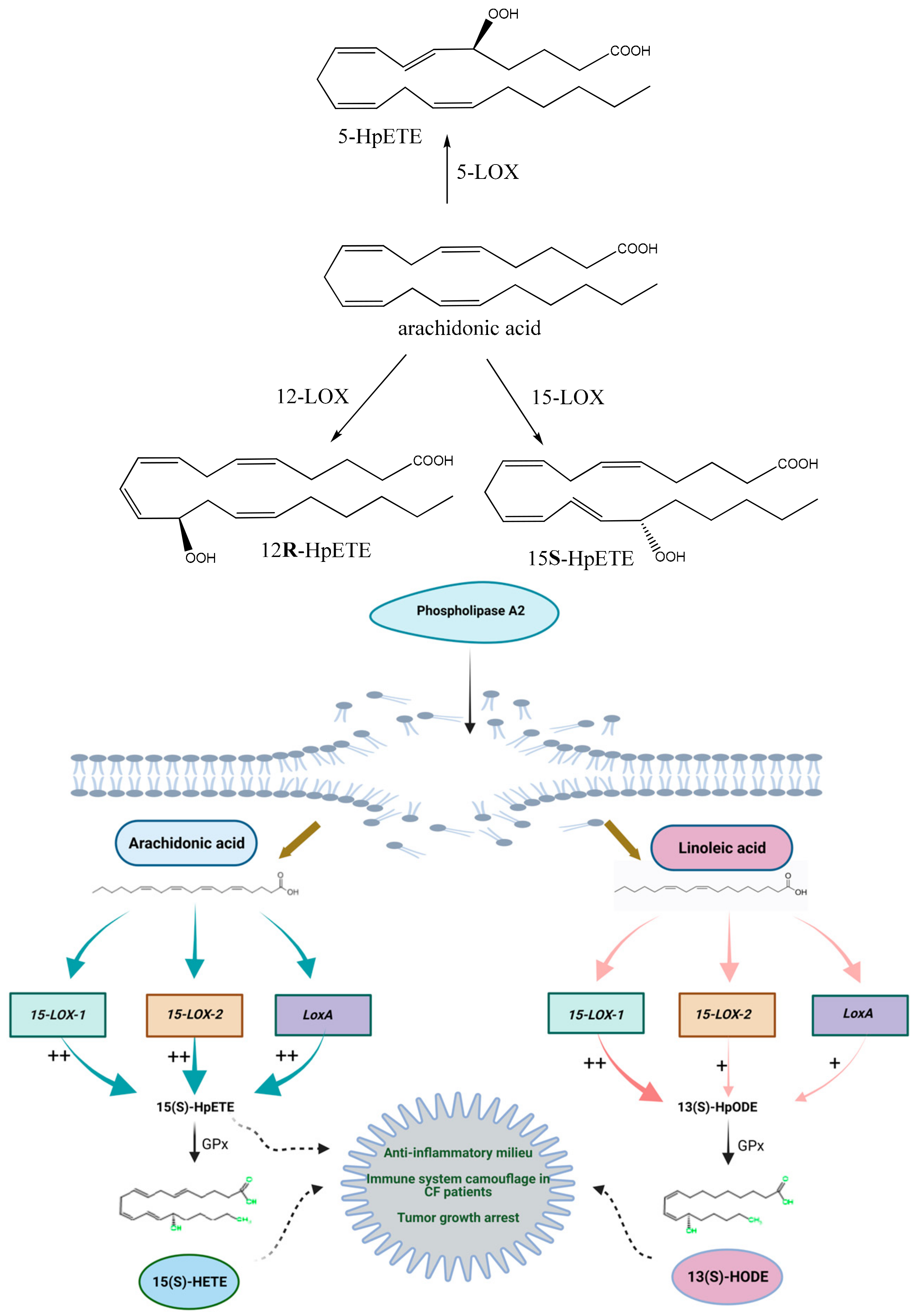 Ijms 25 03961 g006 Ijms 25 03961 g006