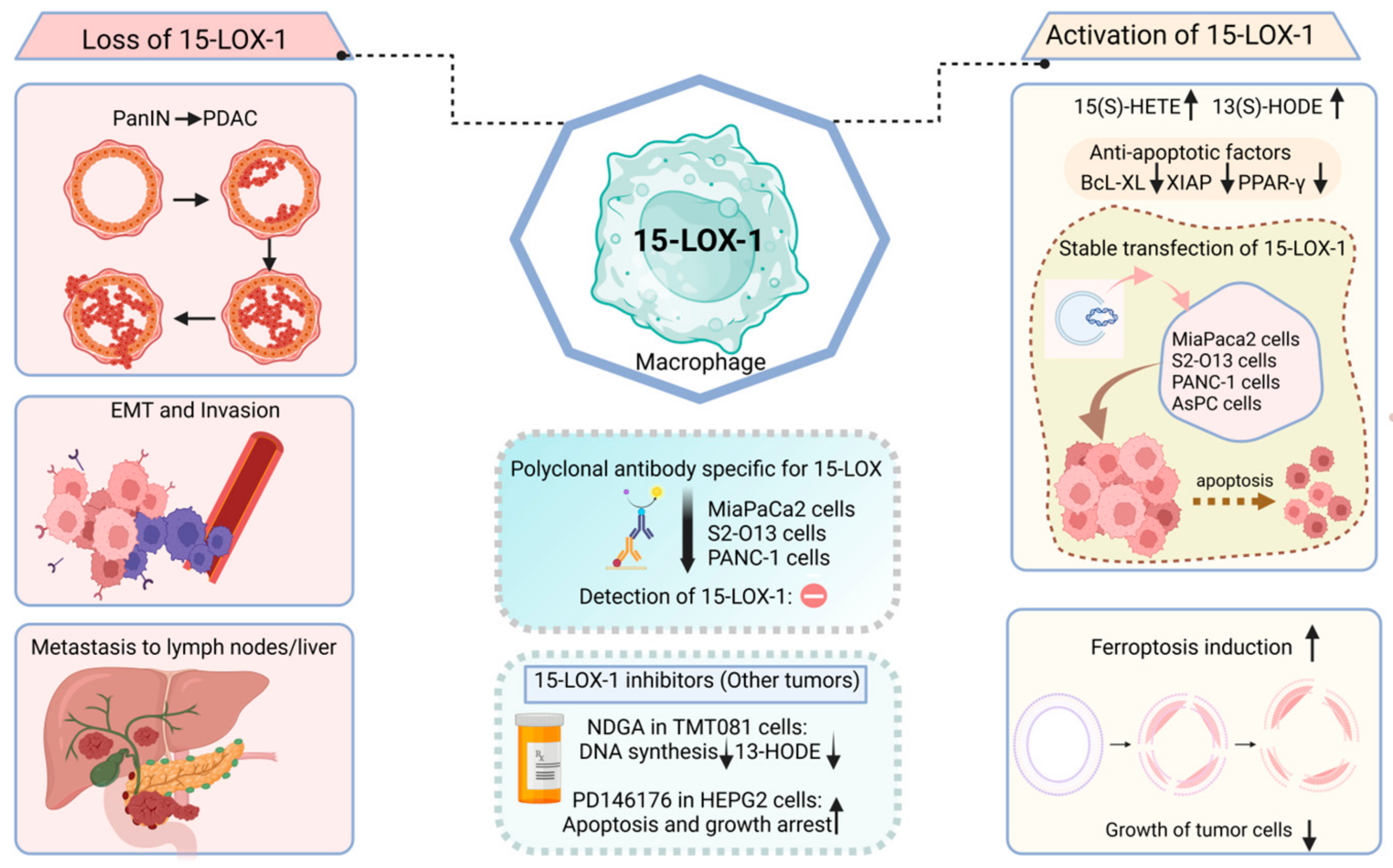 Ijms 25 03961 g009 Ijms 25 03961 g009