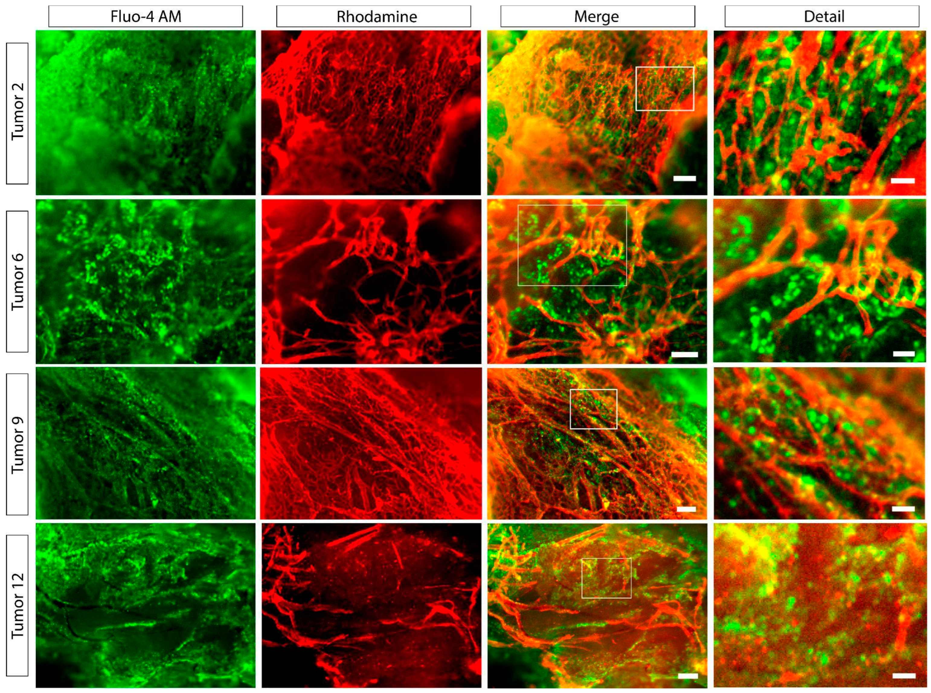 Ijms 25 03968 g001 Ijms 25 03968 g001