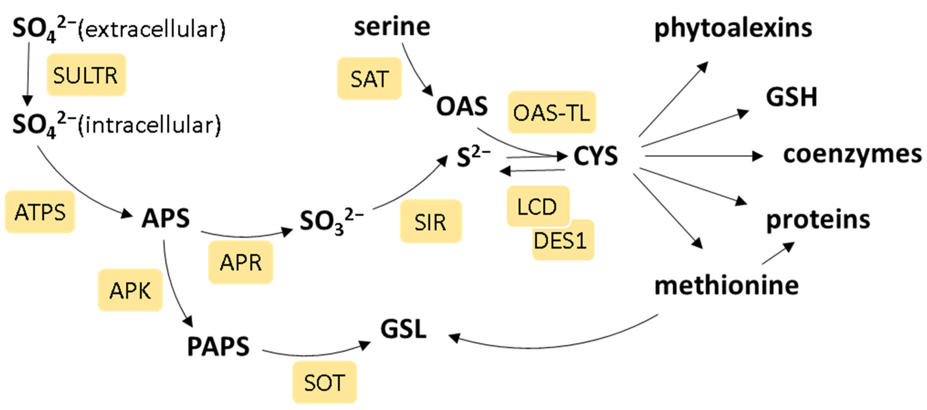 Ijms 25 03978 g001 Ijms 25 03978 g001