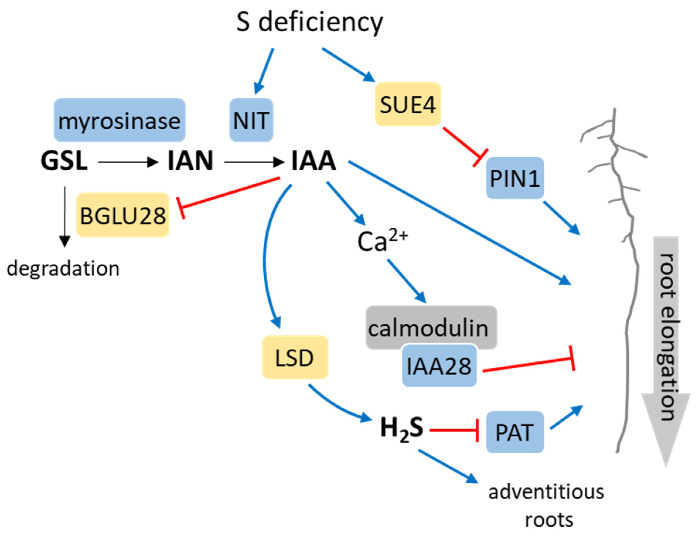Ijms 25 03978 g004 Ijms 25 03978 g004