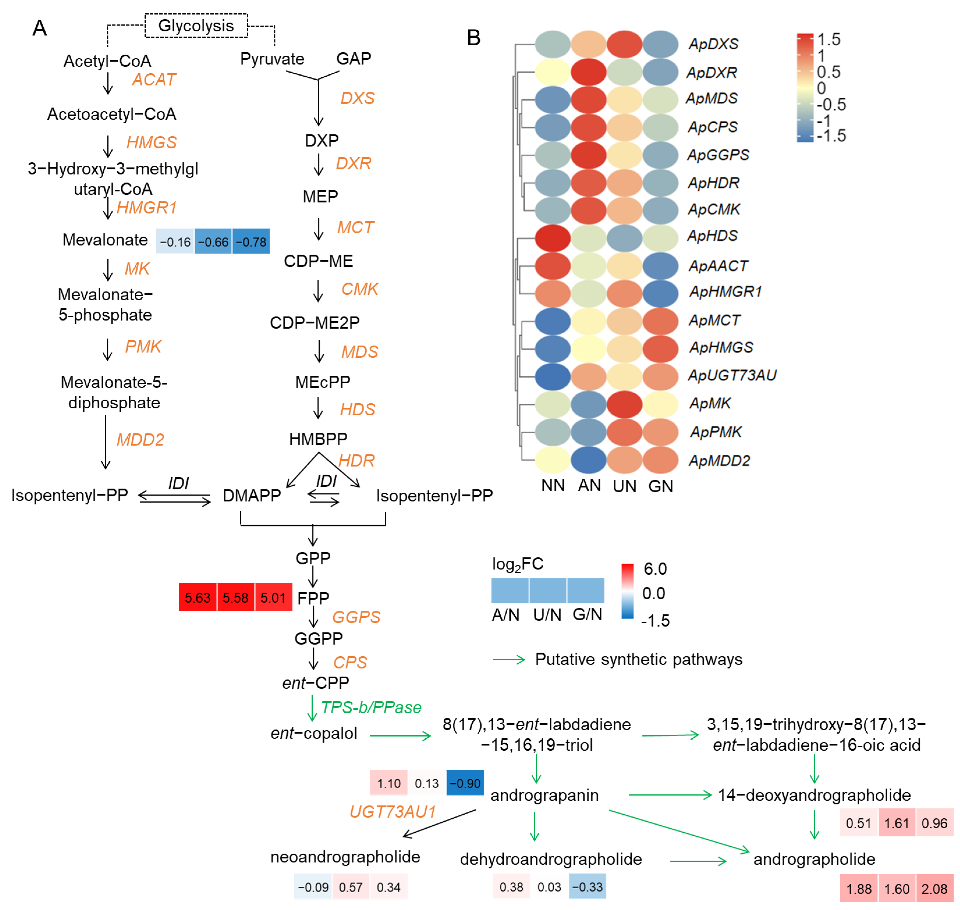 Nitrogen Sources Reprogram Carbon and Nitrogen Metabolism to