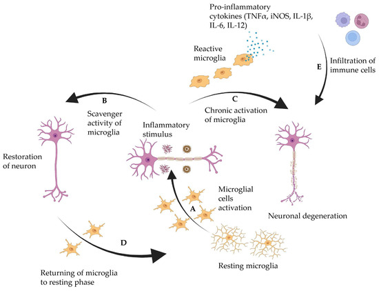 Neuroinflammation in Neurodegenerative Disorders: Current Knowledge and ...