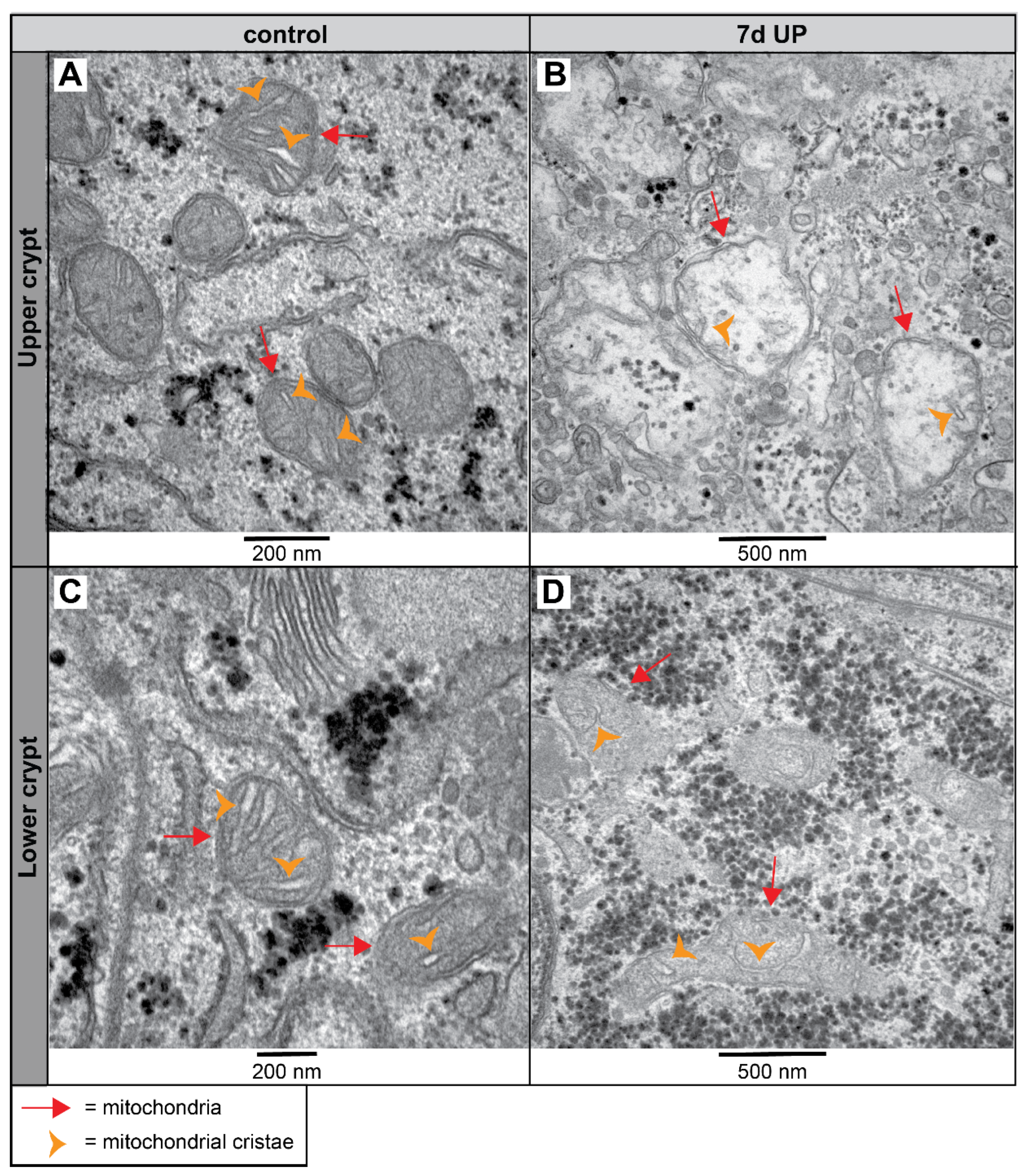 Ijms 25 04000 g007 Ijms 25 04000 g007