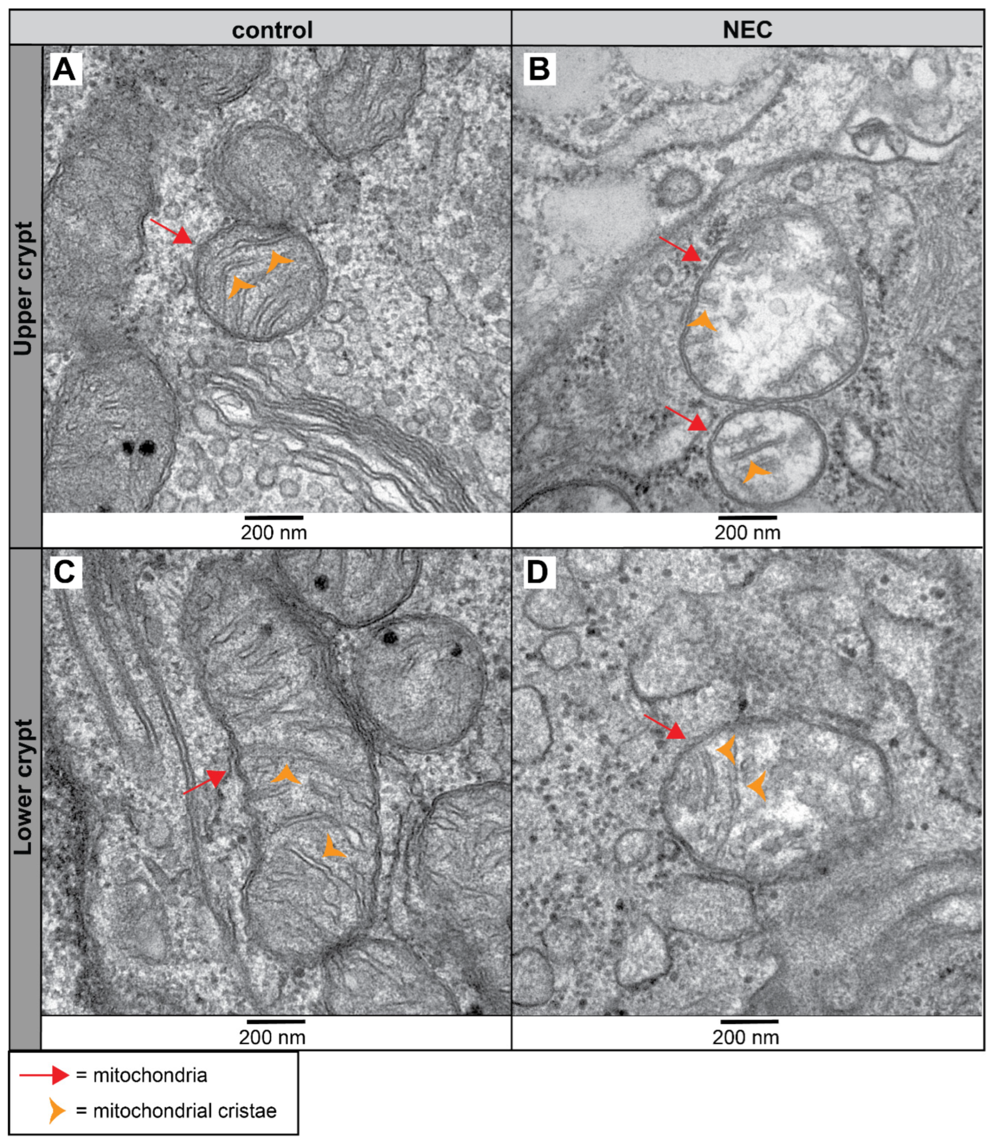 Ijms 25 04000 g009 Ijms 25 04000 g009